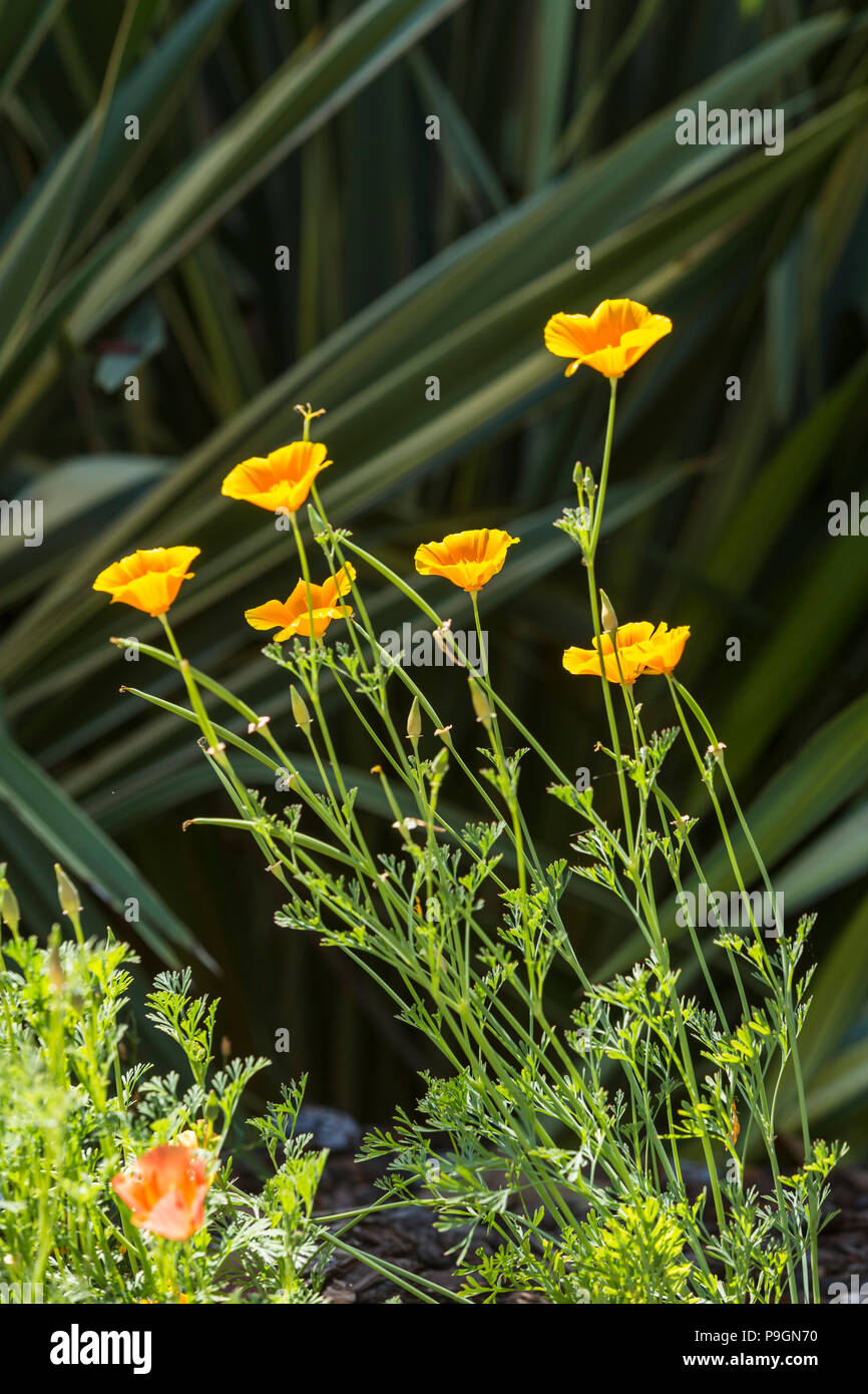 Pavot de Californie La Californie, Mission Bells, Eschscholzia californica, planté en face de Phormium tenax variegata Banque D'Images