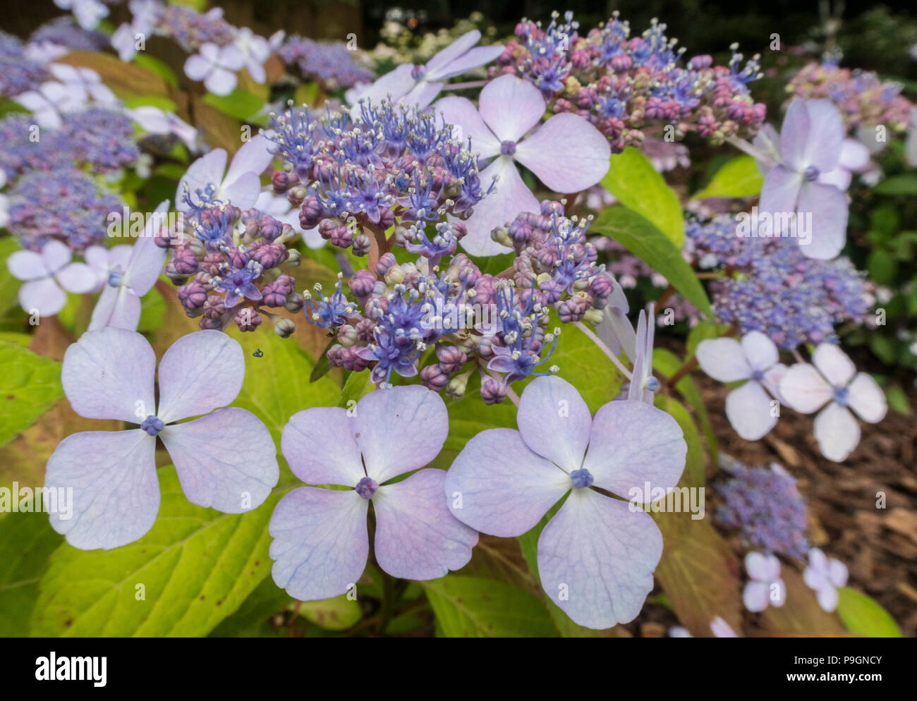 Mariessi Lacecap Hydrangea macrophylla Perfecta, normalement bleu, mais ici en rose en raison de l'alcalinité du sol. Banque D'Images