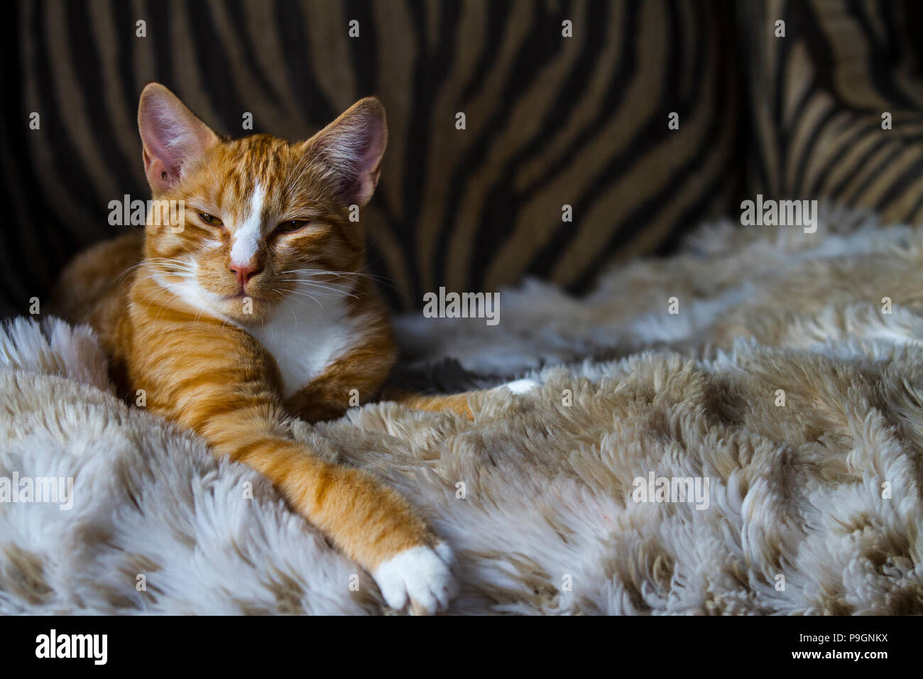 Jolie Tabby kitten, dormir sur une chaise, Close up. Banque D'Images