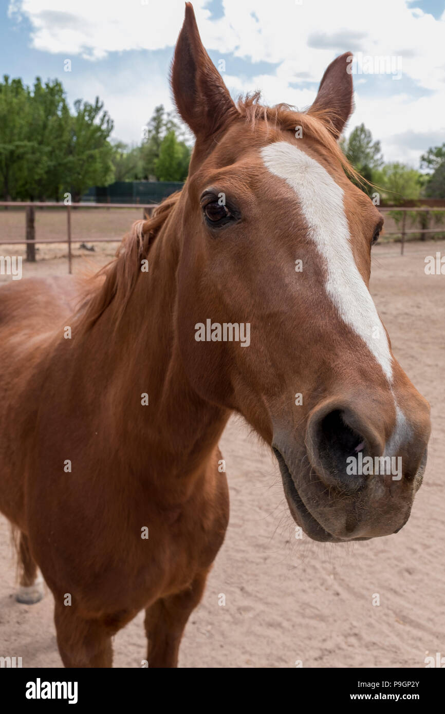 Portrait cheval Banque D'Images