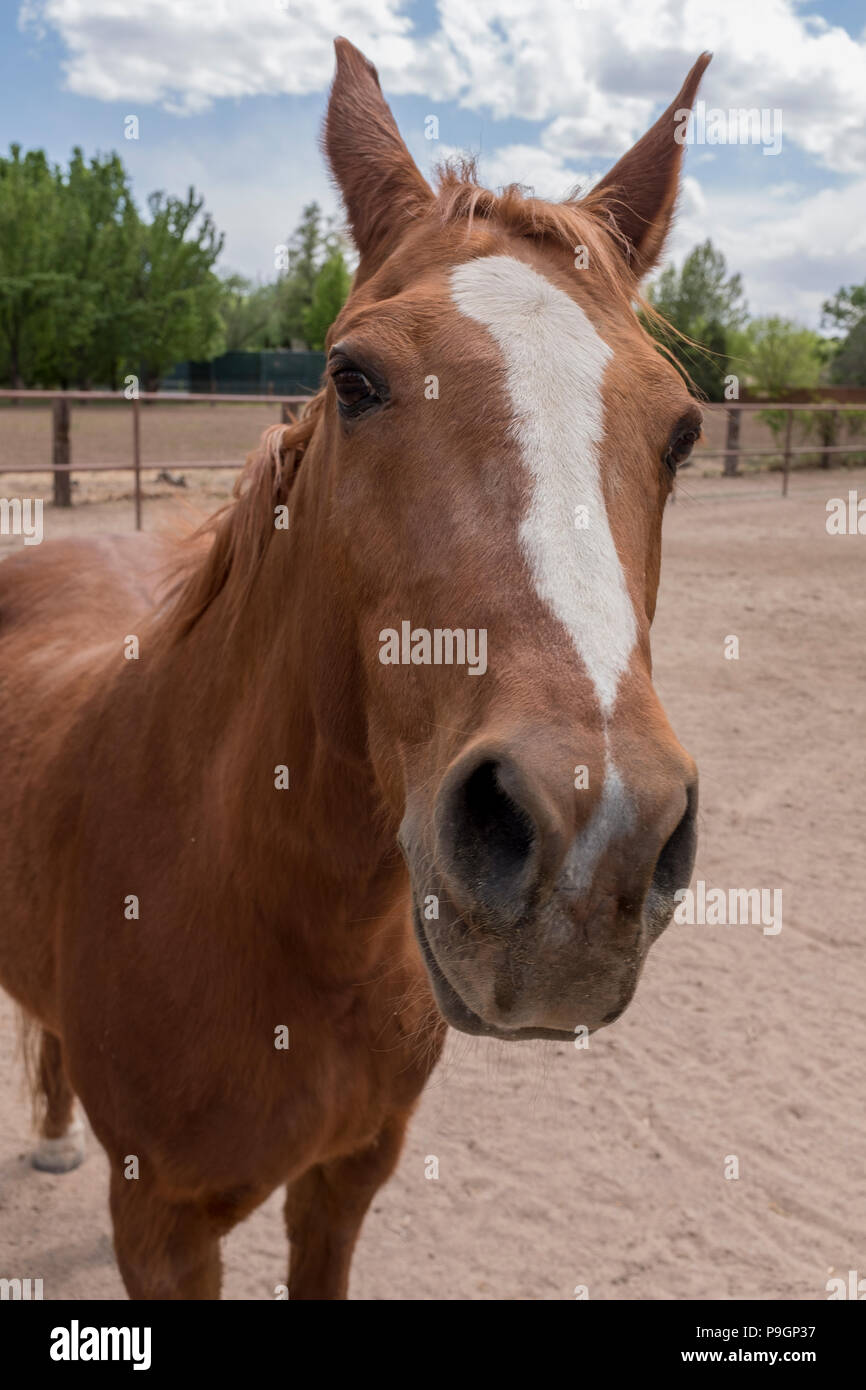 Portrait cheval Banque D'Images
