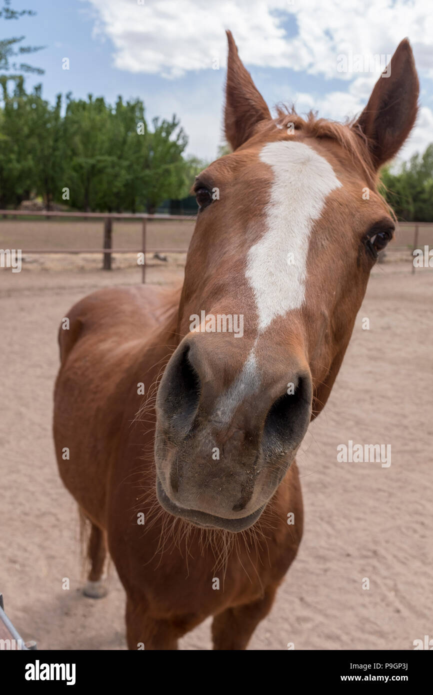 Portrait cheval Banque D'Images