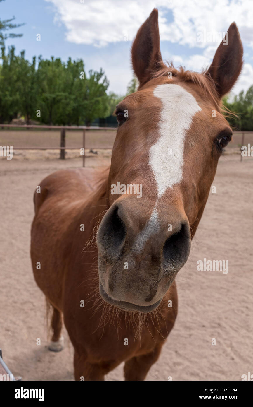 Portrait cheval Banque D'Images