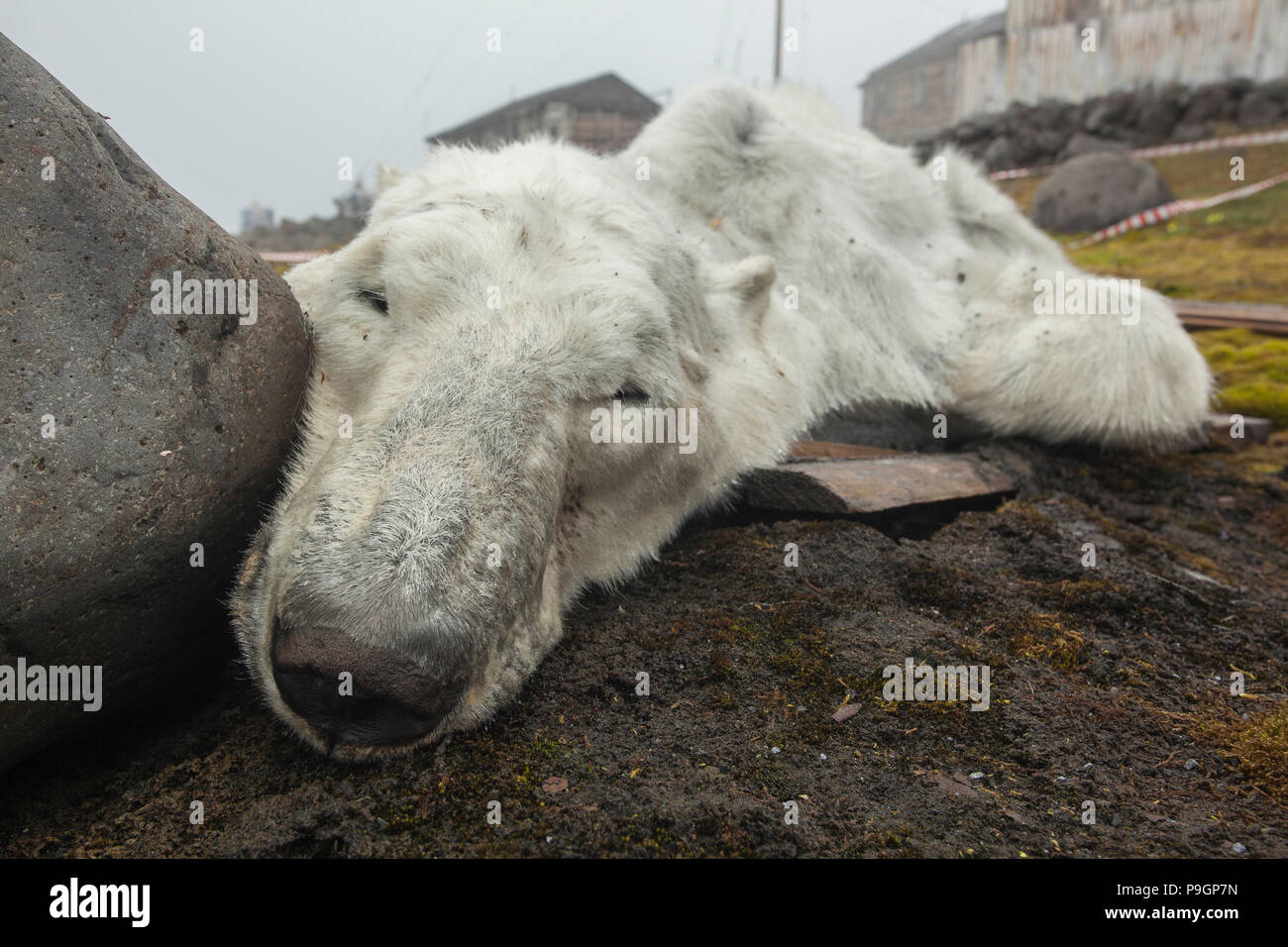 L'ours affamé, le changement climatique, la station de recherche russe, François-Joseph Banque D'Images