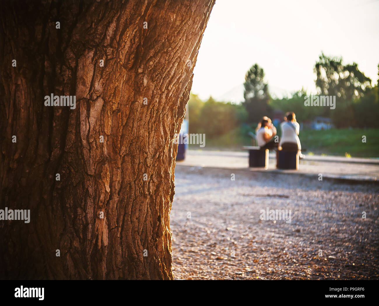Arrière-plan flou montrant deux femmes ou filles assis et parler sur banc de parc, l'accent sur l'arbre en premier plan. Banque D'Images