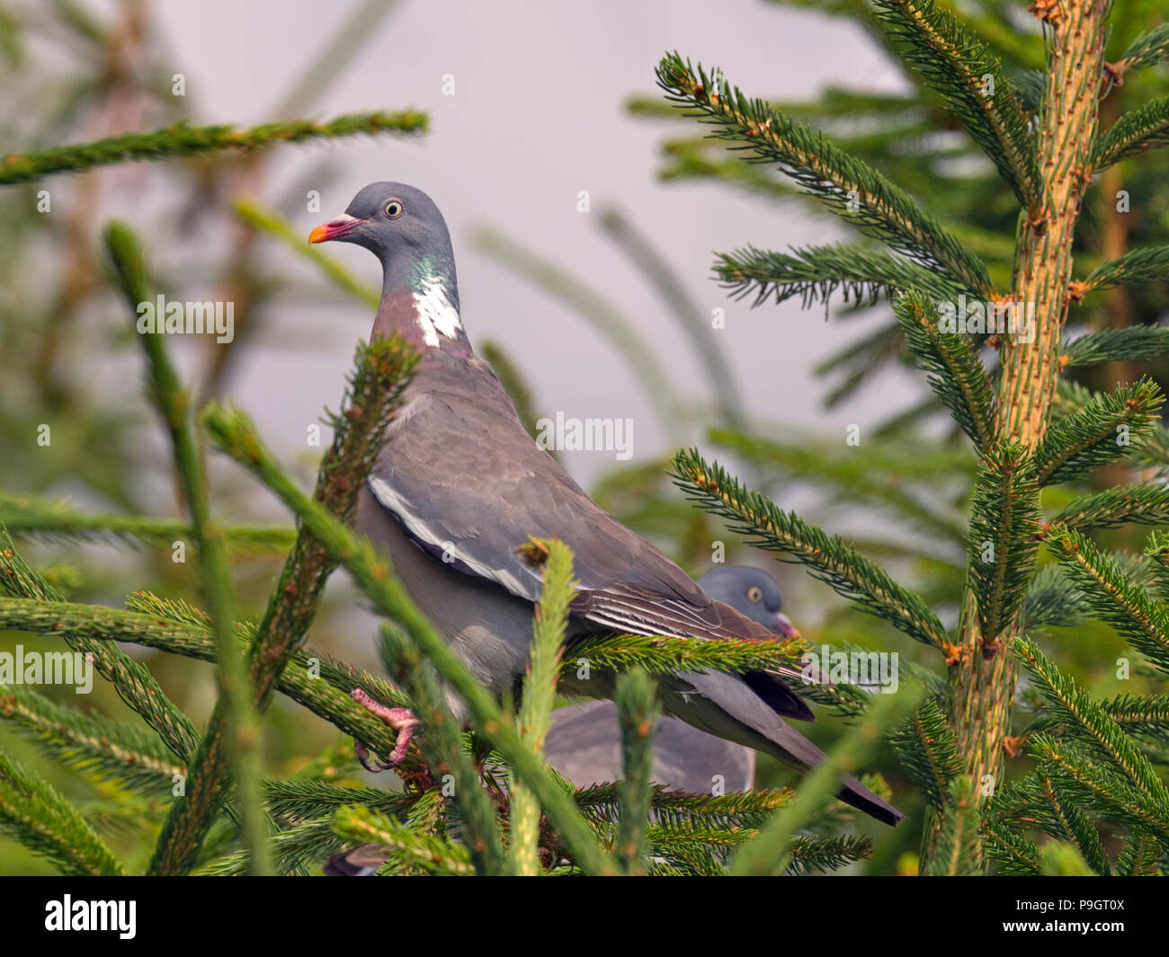 Des ramiers Columba palumbus homme et femme Banque D'Images