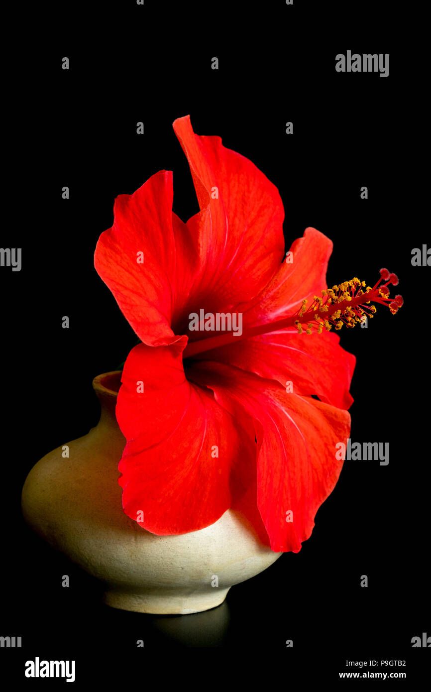 Grande Fleur Rouge Dans Le Vase Isolé Sur Fond Noir Fleur D