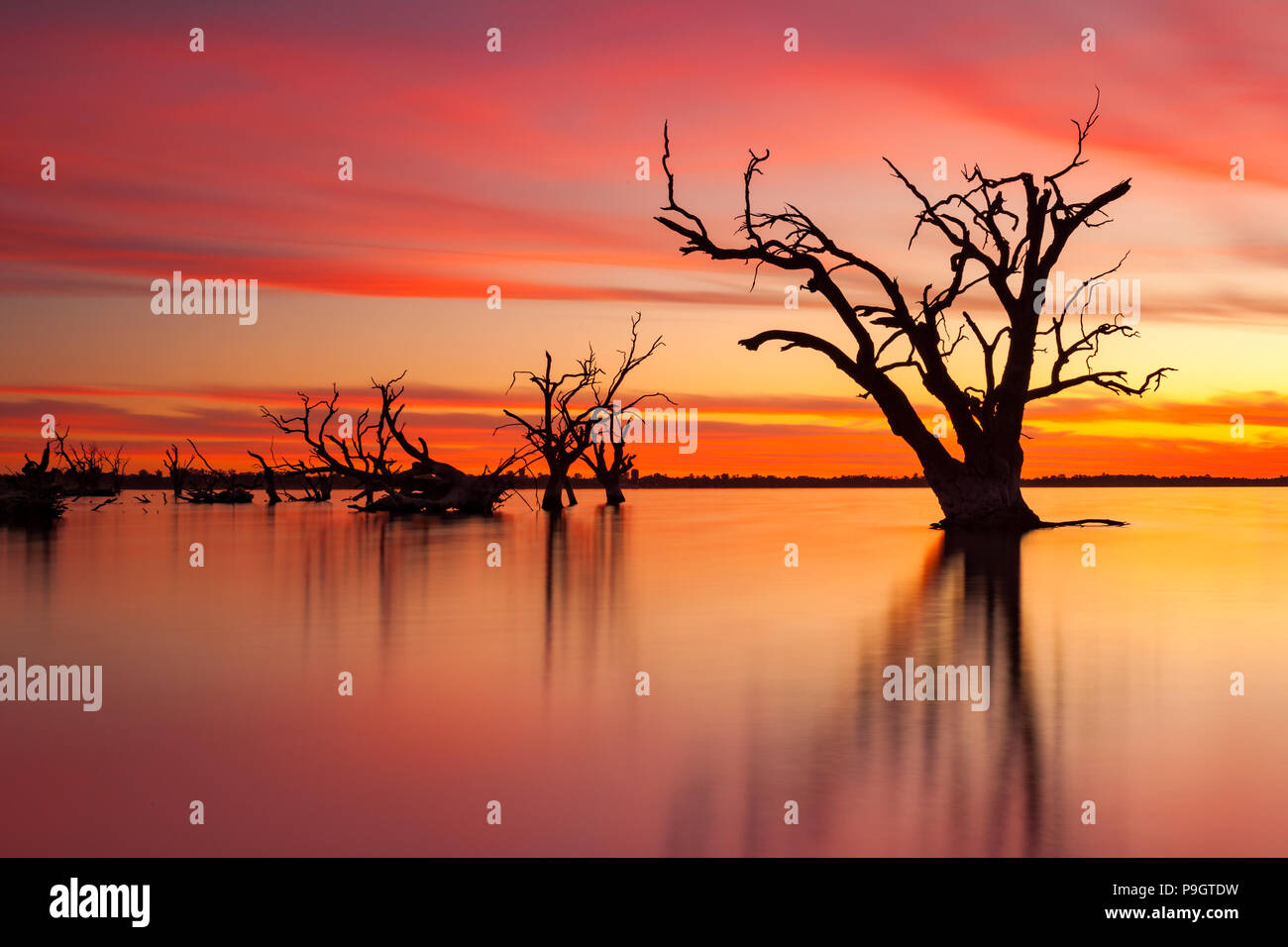 L'emblématique old dead tree redgum dans le lac Bonney Barmera l'Australie du Sud Banque D'Images