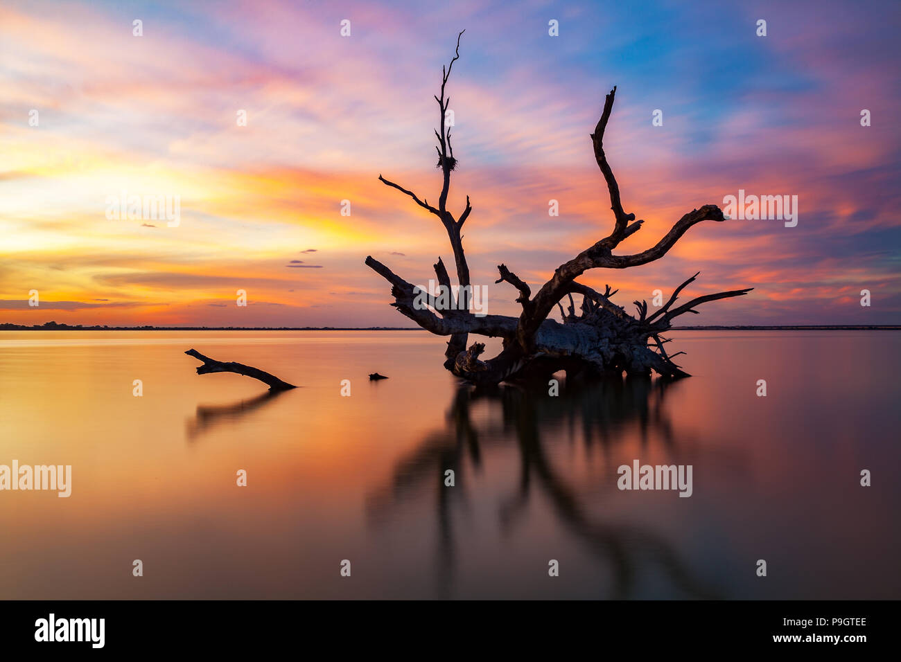 L'emblématique old dead tree redgum dans le lac Bonney Barmera l'Australie du Sud Banque D'Images