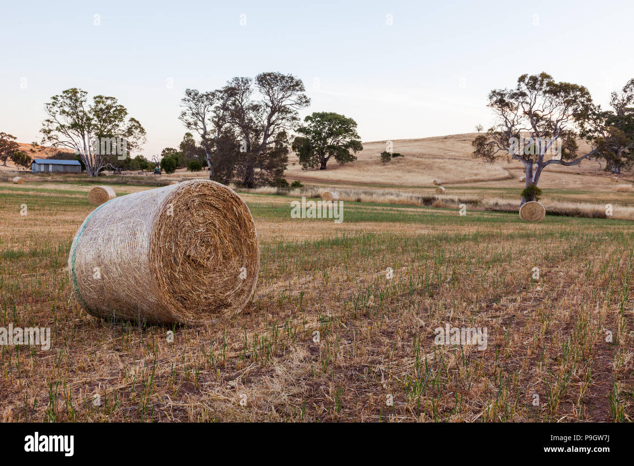 Haybails fraîchement mis sur une campagne dans les collines d'Adélaïde en Australie du Sud, le 22 novembre 2012 Banque D'Images