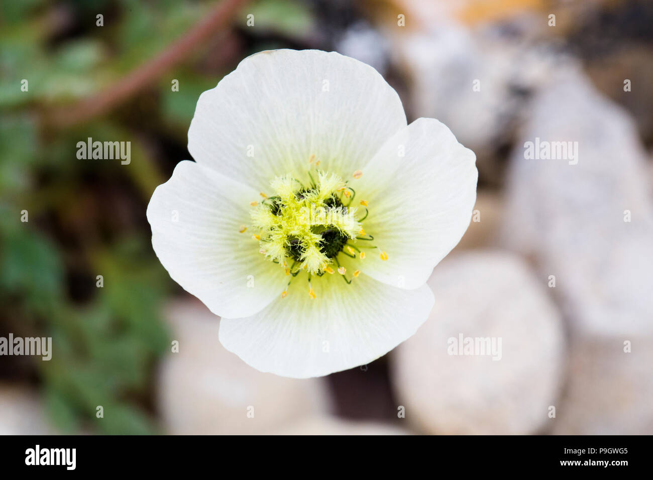 Papaver dahlianum, communément appelé le Svalbard poppy Banque D'Images