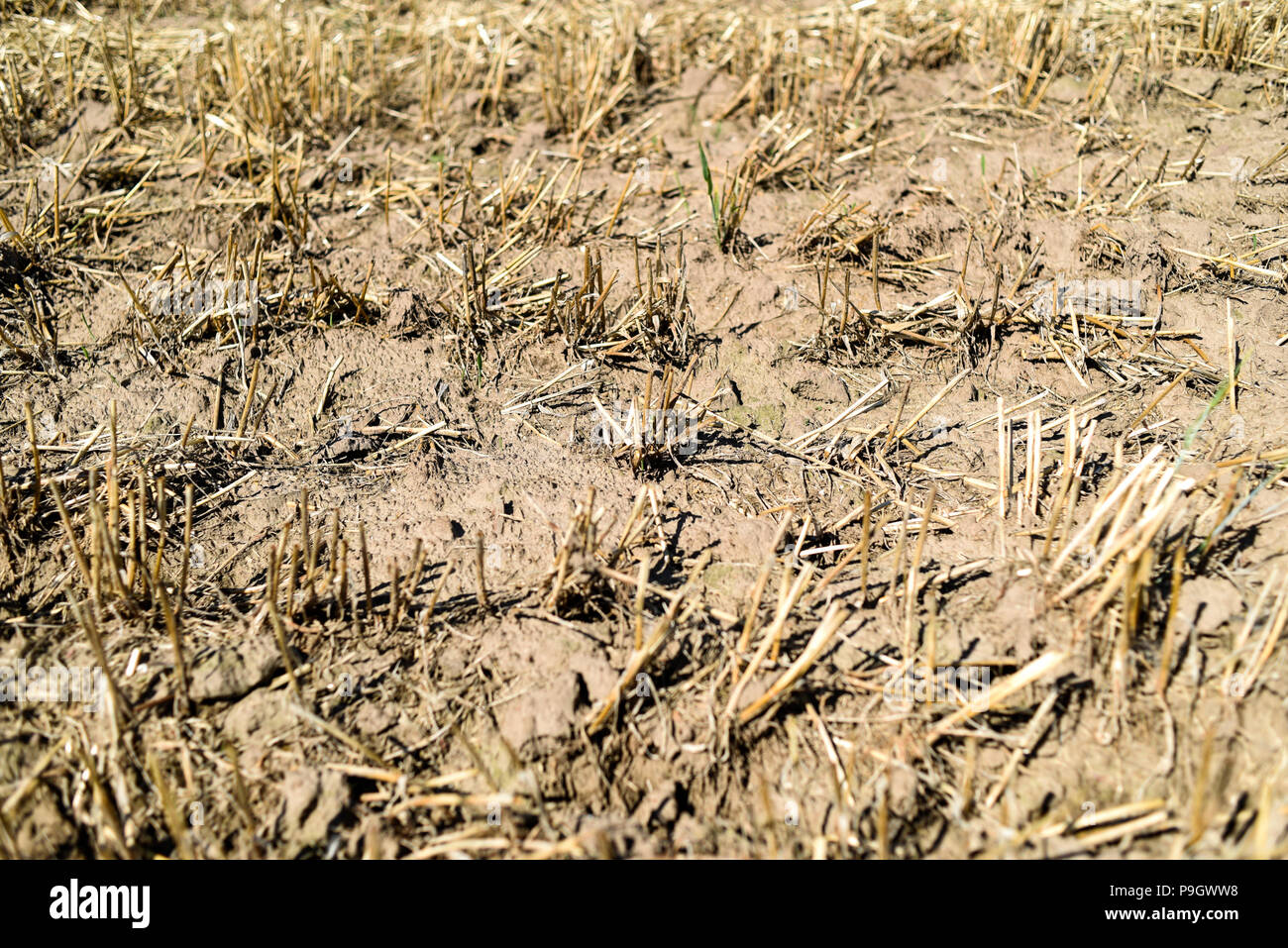 Les effets de la sécheresse, les champ dans l'été. Banque D'Images