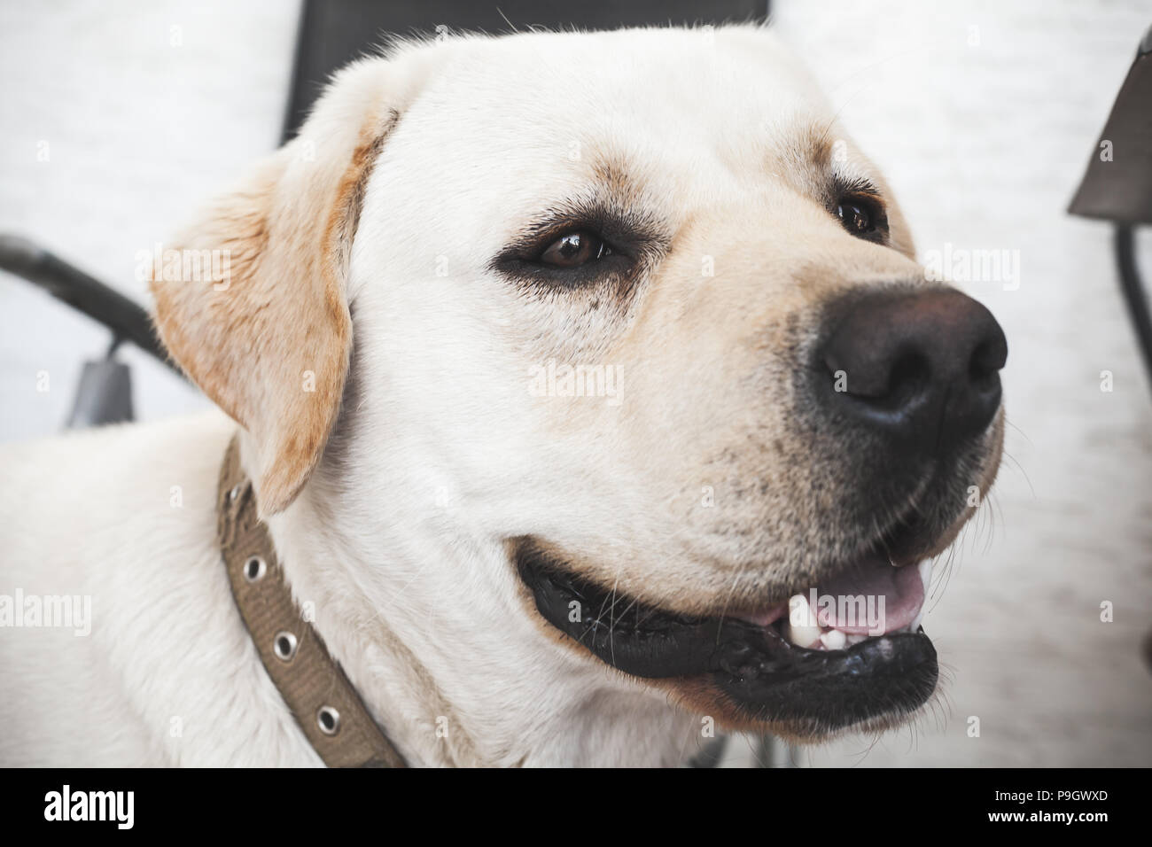 Portrait de profil de Labrador Retriever dog Banque D'Images