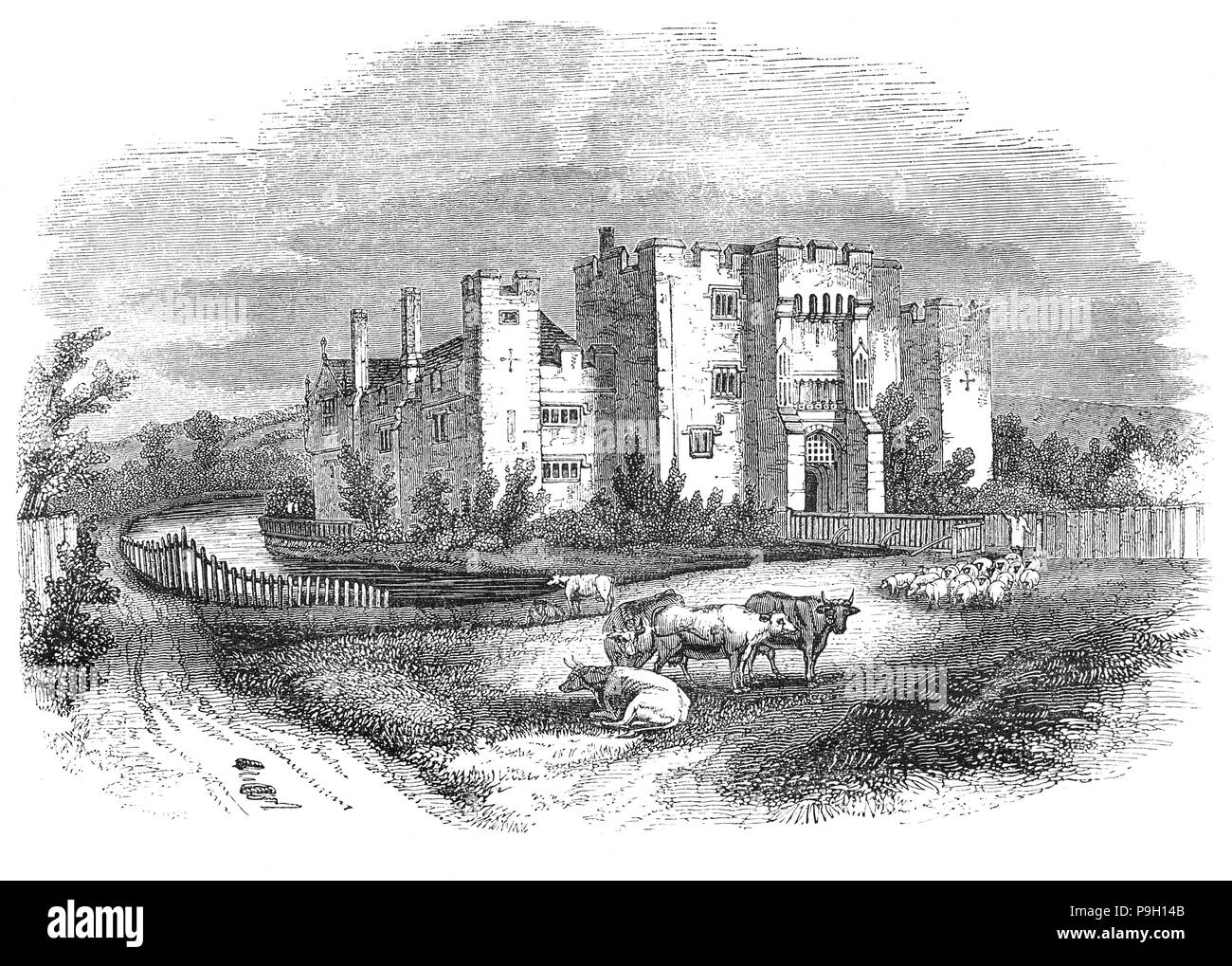 Le bétail et les moutons en face de Hever Castle est situé dans le village de Hever, Kent, près de Saint-hippolyte, 30 miles au sud-est de Londres, en Angleterre. Il a commencé comme une maison de campagne, construite au 13e siècle. De 1462 à 1539, elle fut le siège de l'Boleyn (à l'origine 'Bullen') famille. Anne Boleyn, la deuxième épouse du roi Henri VIII d'Angleterre, a passé sa première jeunesse là après son père, Thomas Boleyn, hérité en 1505. Le château passa à lui à la mort de son père, Sir William Boleyn. Plus tard, il est entré en la possession du Roi Henry VIII de la quatrième épouse, Anne de Clèves. Banque D'Images