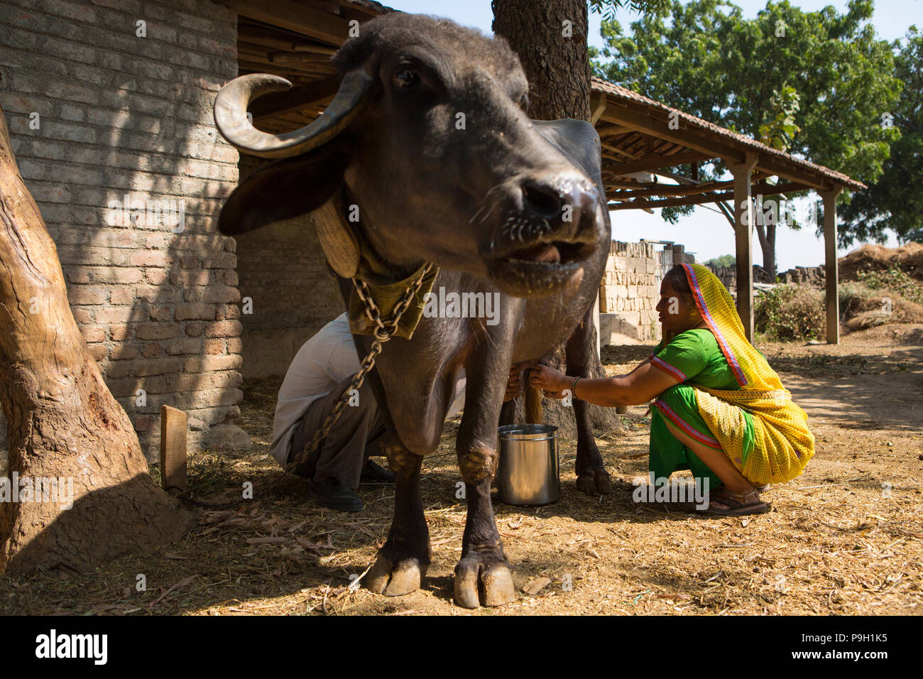 La traite d'une femme leur vache sur sa ferme à Ahmedabad, Inde. Banque D'Images