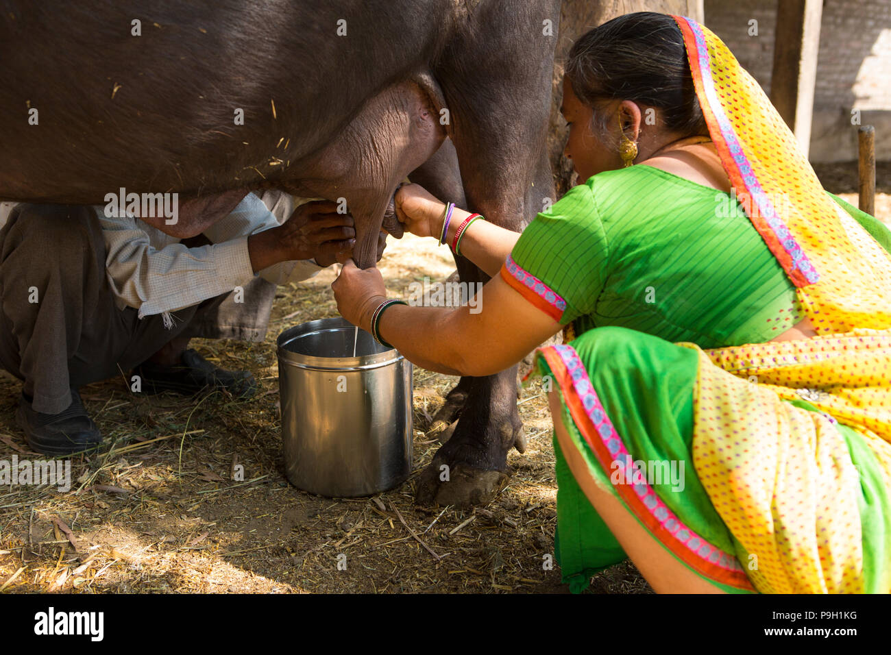 La traite d'une femme leur vache sur sa ferme à Ahmedabad, Inde. Banque D'Images