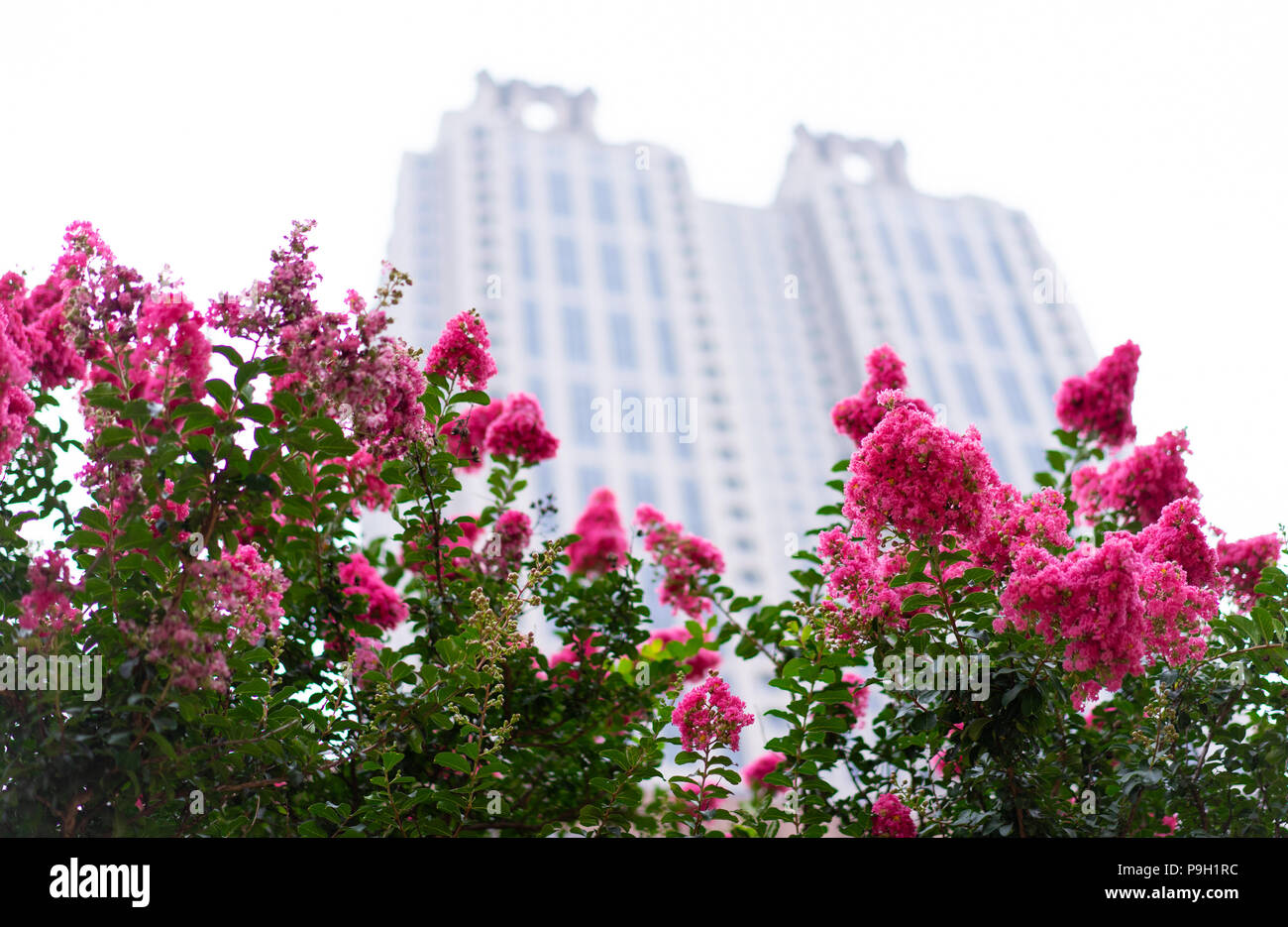 Derrière les arbres à fleurs Bâtiments Banque D'Images