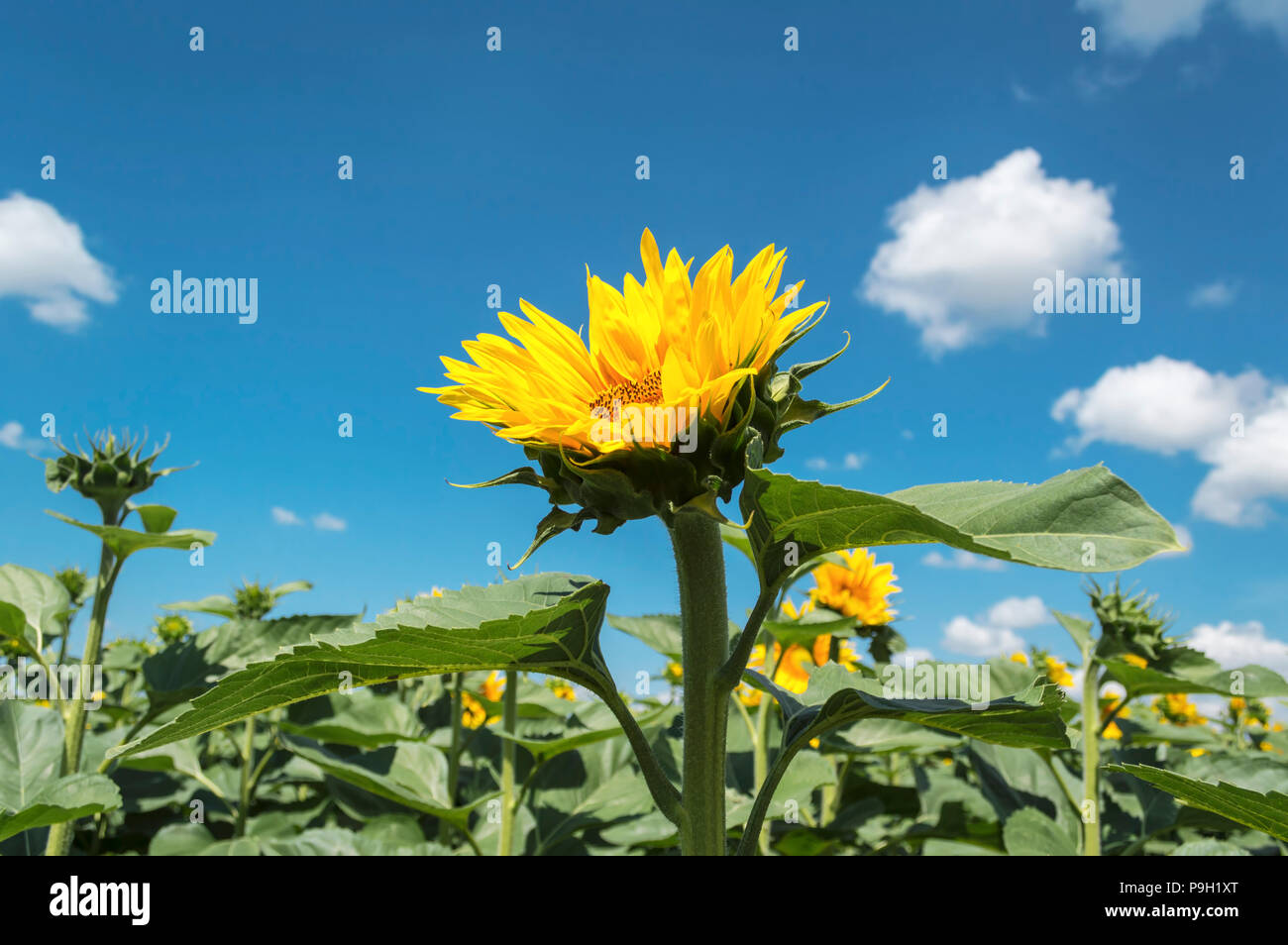 La floraison des cultures de tournesol sur le terrain de l'été dernier, concept agricole Banque D'Images