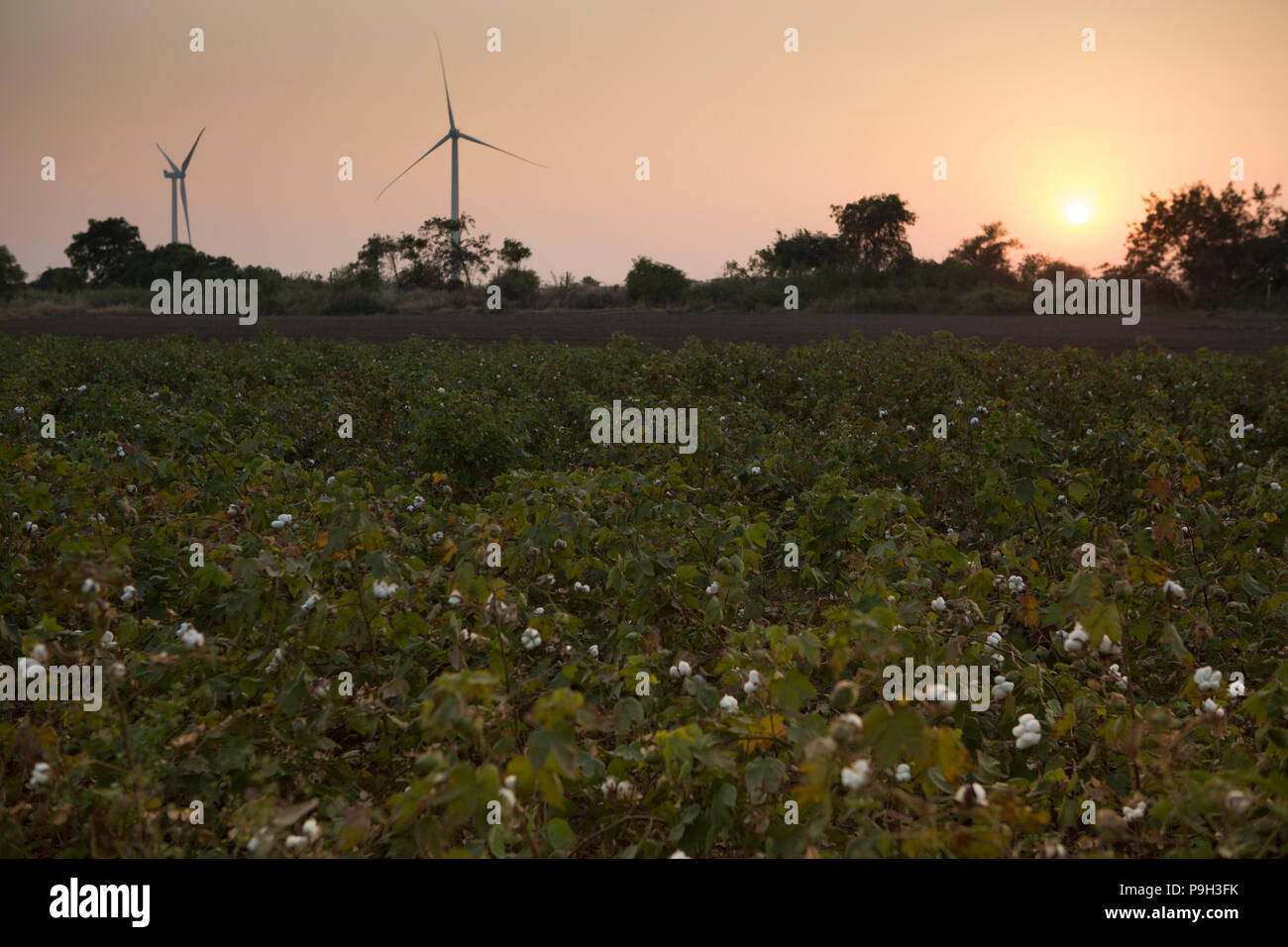 Les éoliennes à proximité d'un champ de coton en Inde. Banque D'Images