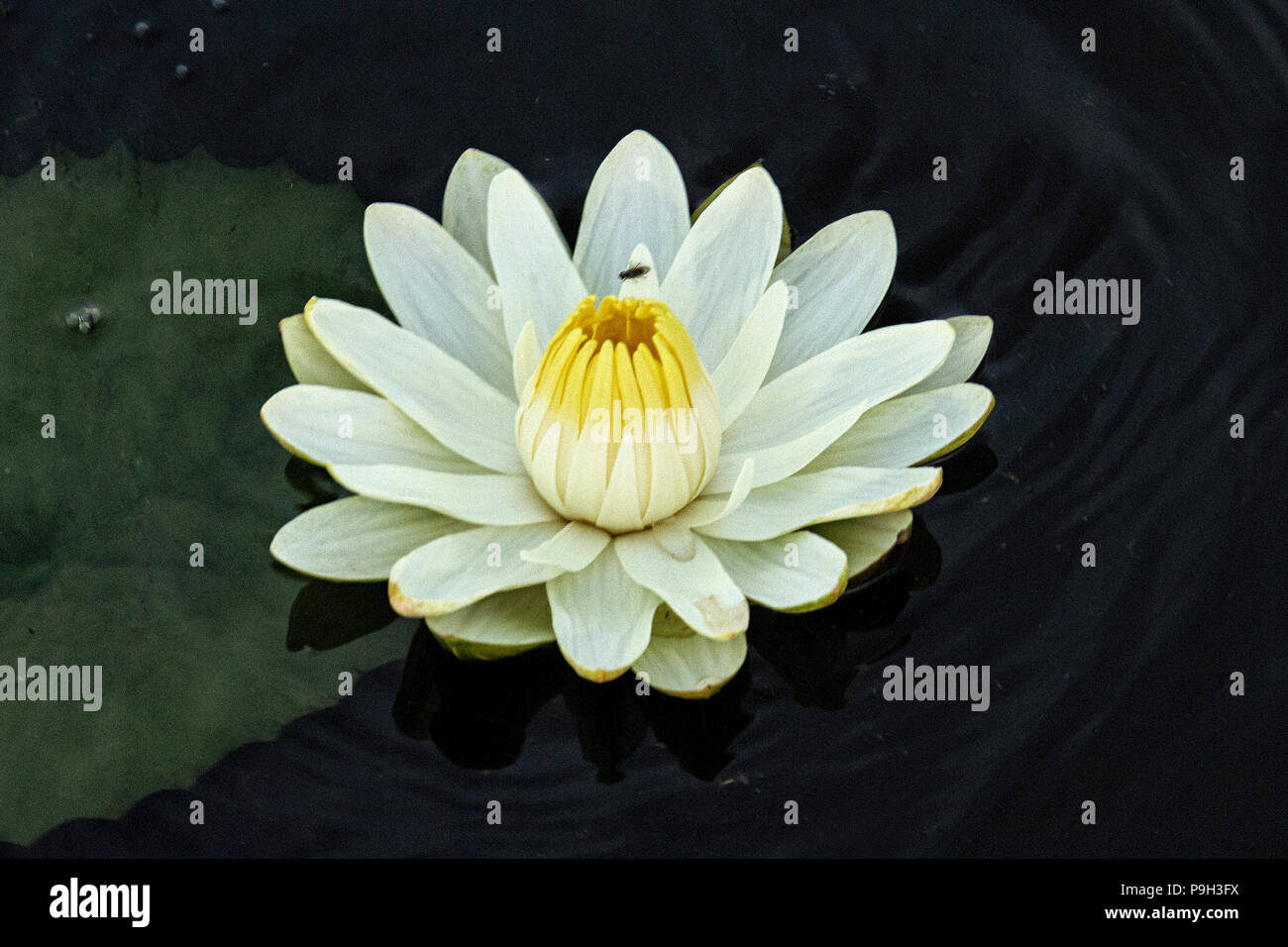 White Water Lilly - Nymphaea nouchali Banque D'Images