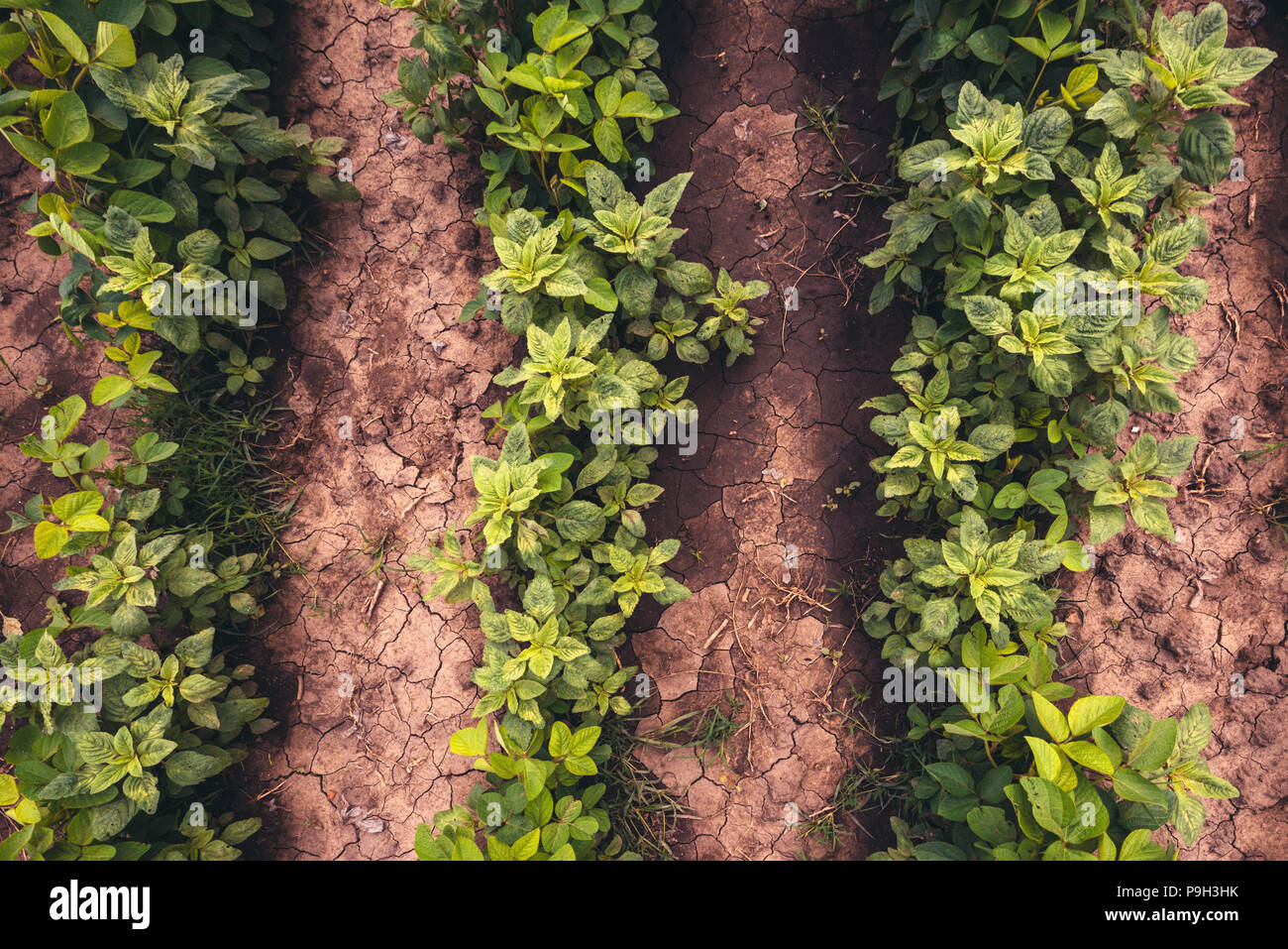 L'écartement des rangs de soya, vue du dessus. La largeur de ligne est pratique de gestion agricole le plus souvent considéré comme important d'augmenter les rendements de soja Banque D'Images