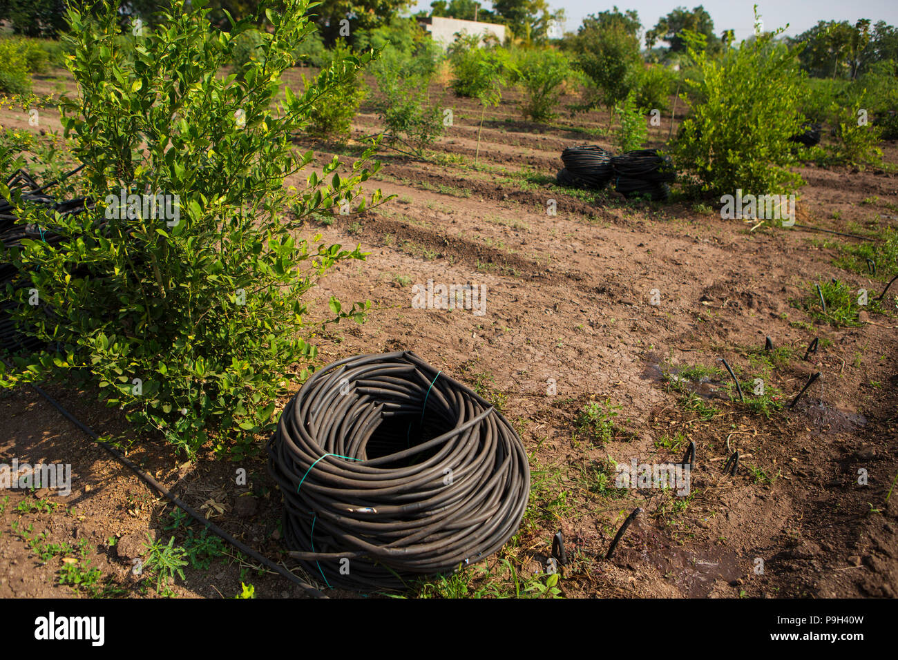 Les tuyaux d'eau prêt à être installé pour l'irrigation goutte-à-goutte sur une plantation de coton en Inde. Banque D'Images