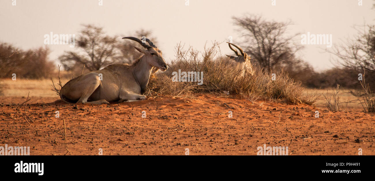 Un élan commun - Taurotragus oryx - ou du sud de l'éland éland ou antilope, couché sur un monticule de sable dans le désert du Kalahari rouge dans l'Est de la Namibie. Banque D'Images