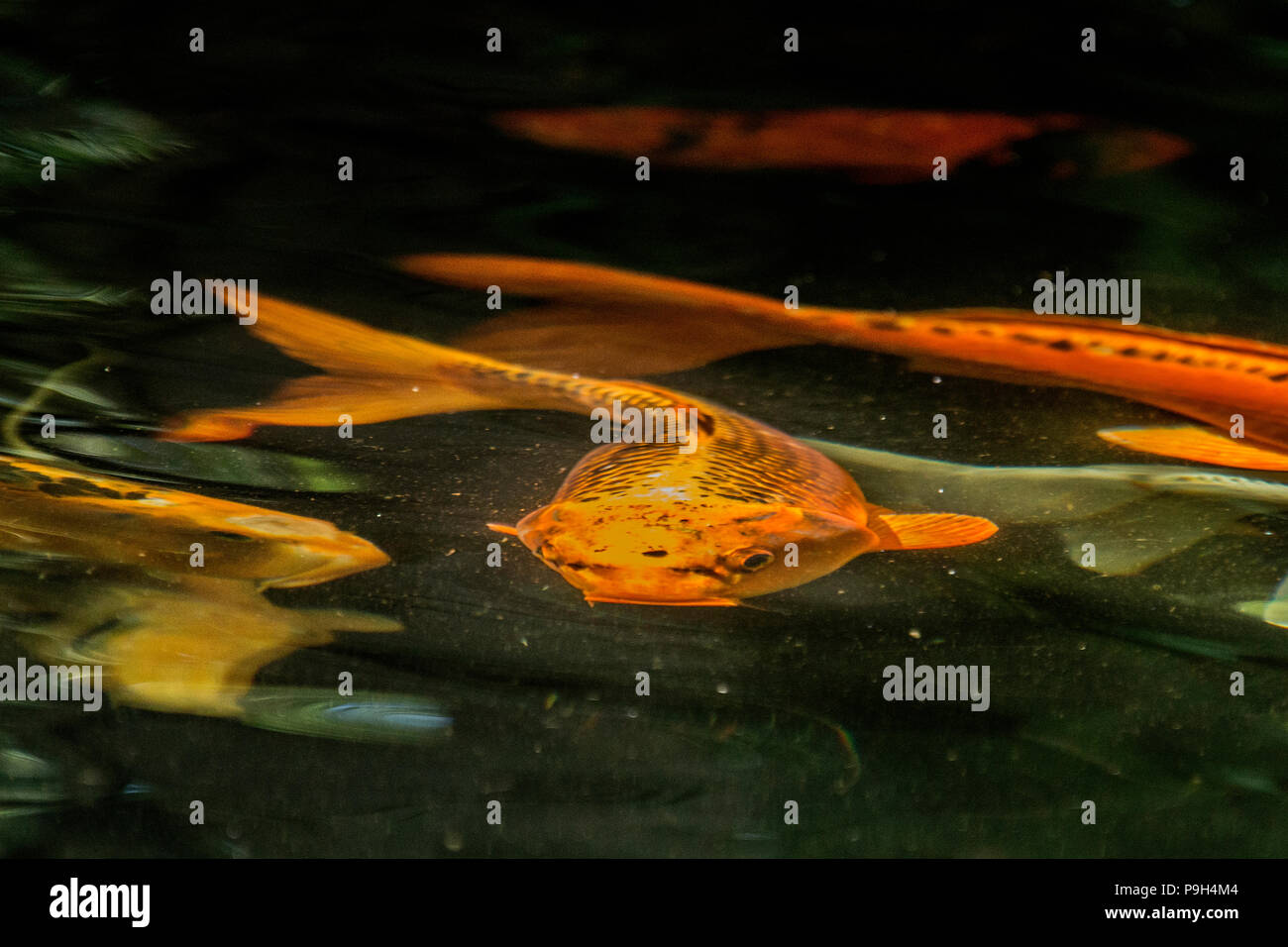 Or Une carpe Koi ou Nishikigoi - Cyprinus carpio - swirling grâce à un étang du poisson. Banque D'Images
