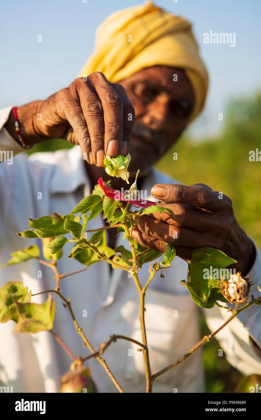 Un agriculteur d'être formés à s'entrepolliniser des plants de coton à Rémi Solution organique Centre, Jamniya, Madhya Pradesh, Inde. Banque D'Images