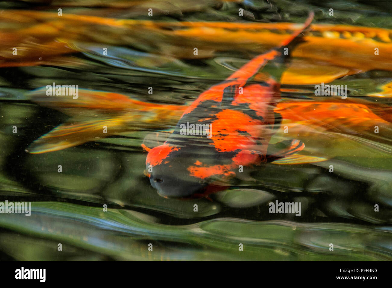 La carpe koï rouge et noir ou Nishikigoi - Cyprinus carpio - swirling grâce à un étang du poisson. Banque D'Images