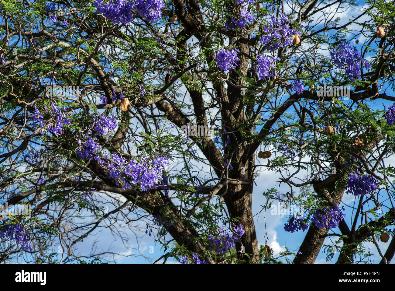 Jacaranda arbre montrant fleurs violettes et des graines. Banque D'Images