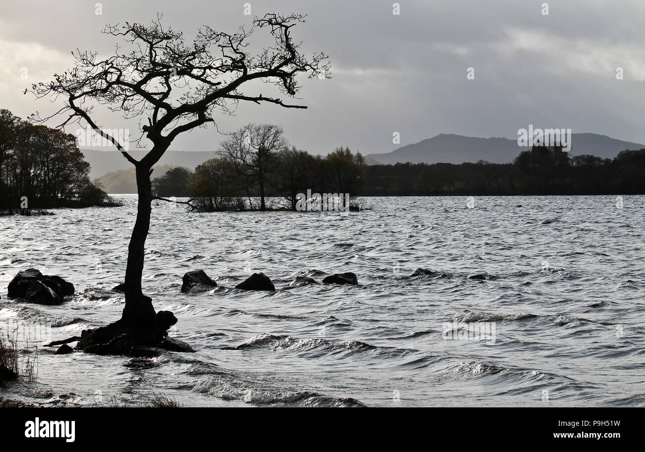 Un arbre isolé dans la silhouette contre un loch froid et un gris, ciel nuageux, avec la ligne de rochers dans l'eau sur la rive est du Loch Lomond Banque D'Images