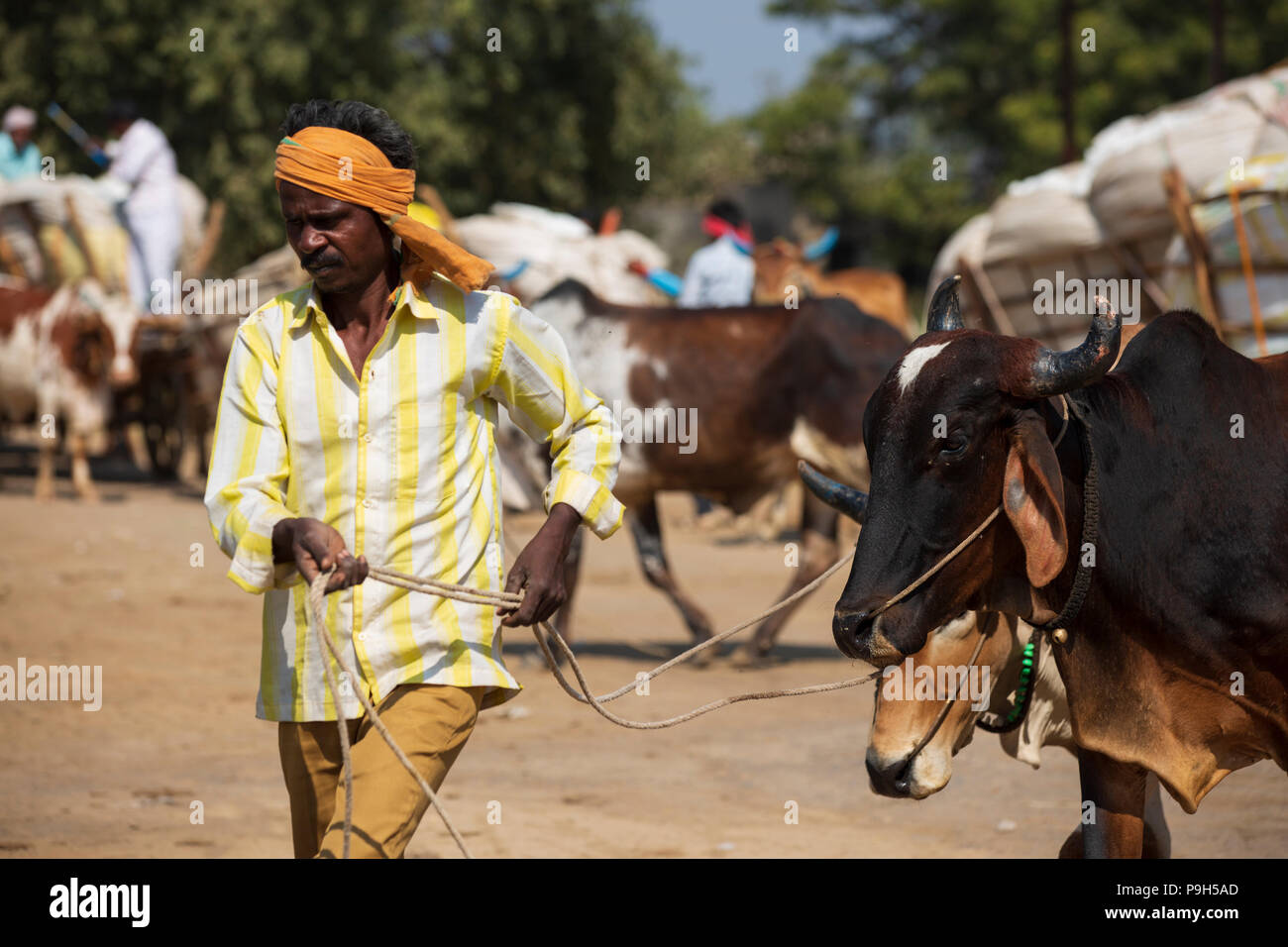 Les agriculteurs venant avec leur coton biologique à l'égrenage du coton dans le Madhya Pradesh, en Inde. Banque D'Images