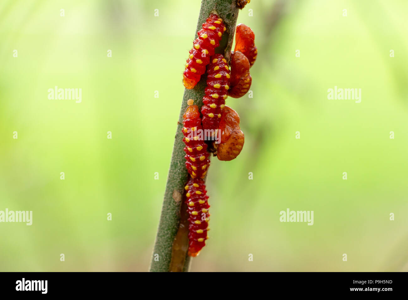 L'Atala butterfly caterpillar et nymphe (Bettongia atala), de multiples sur la tige - Davie, Floride, USA Banque D'Images L'Atala butterfly caterpillar et nymphe (Bettongia atala), de multiples sur la tige - Davie, Floride, USA Banque D'Images