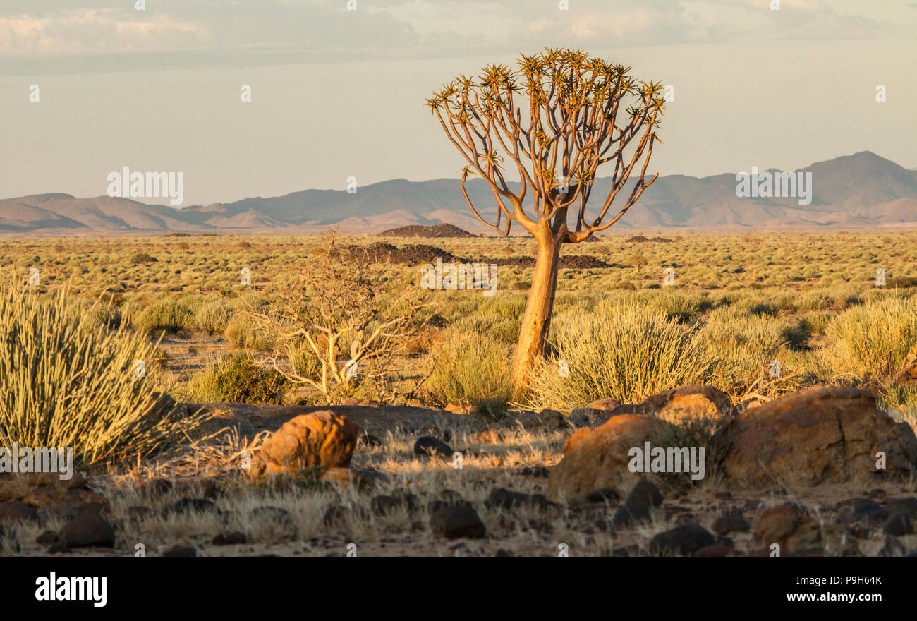 Kokerboom ou arbre carquois - Aloe dichotoma - dans la région de Fish River Canyon en Namibie Banque D'Images