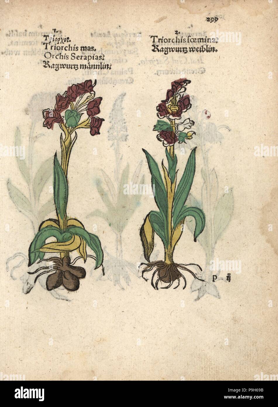 Green-winged orchid, Orchis morio. Gravure sur bois coloriée à la gravure d'une illustration botanique d'Adam Lonicer Krauterbuch's, ou de plantes médicinales, Francfort, 1557. Cette d'une édition pirate du 17e siècle ou des illustrations de l'atlas, avec légendes en latin, grec, français, italien, allemand, et en anglais manuscrit. Banque D'Images