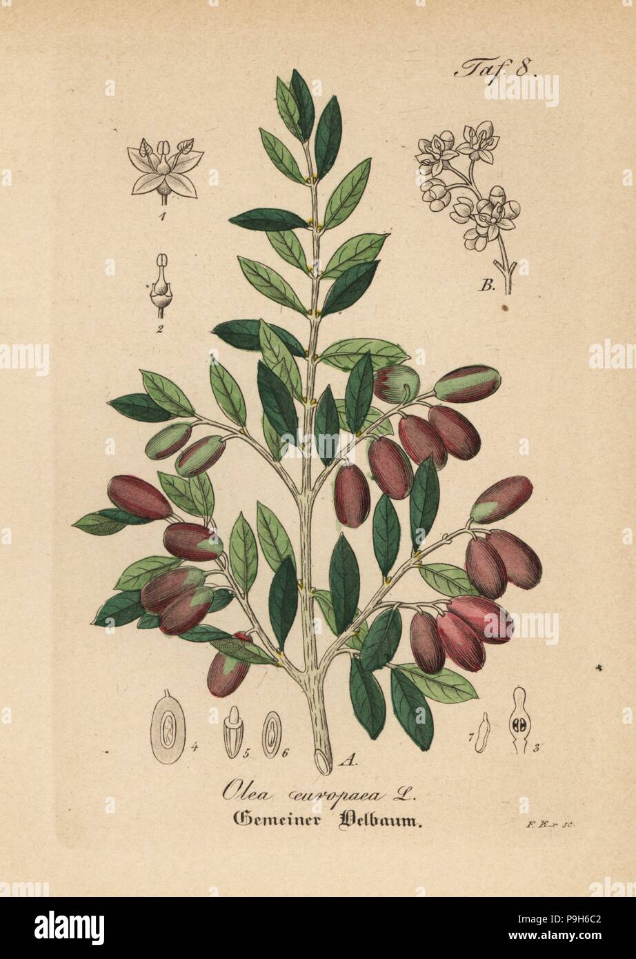 Olivier, Olea europaea. Coloriée à la gravure sur cuivre du Dr. Willibald" sammtlicher mediinisch Hand-Atlas Artus-pharmaceutischer Gewachse, (Manuel de tous les médecins-usines pharmaceutiques), Iéna, 1876. Banque D'Images