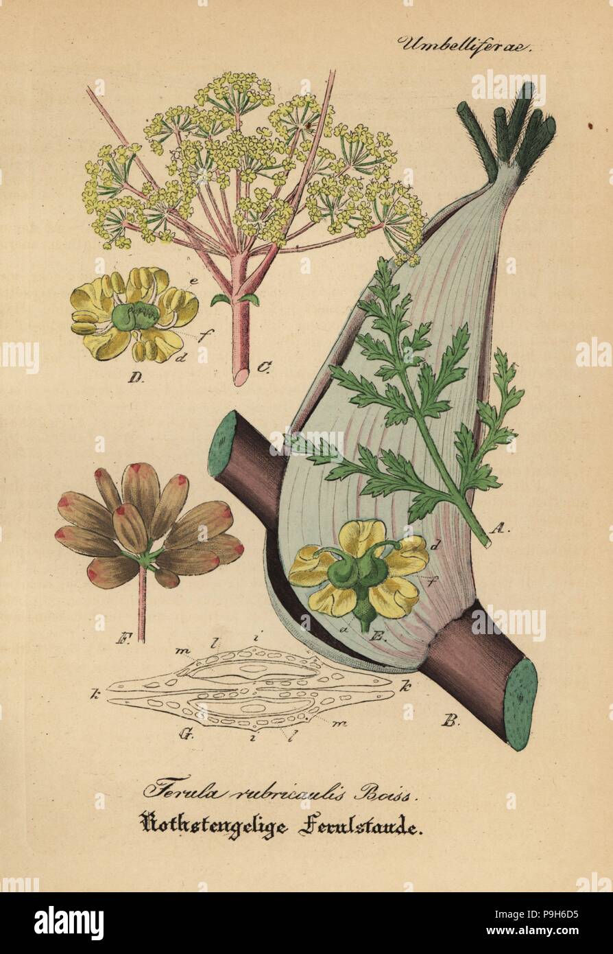 L'Asafoetida, Ferula rubricaulis. Coloriée à la gravure sur cuivre du Dr. Willibald" sammtlicher mediinisch Hand-Atlas Artus-pharmaceutischer Gewachse, (Manuel de tous les médecins-usines pharmaceutiques), Iéna, 1876. Banque D'Images