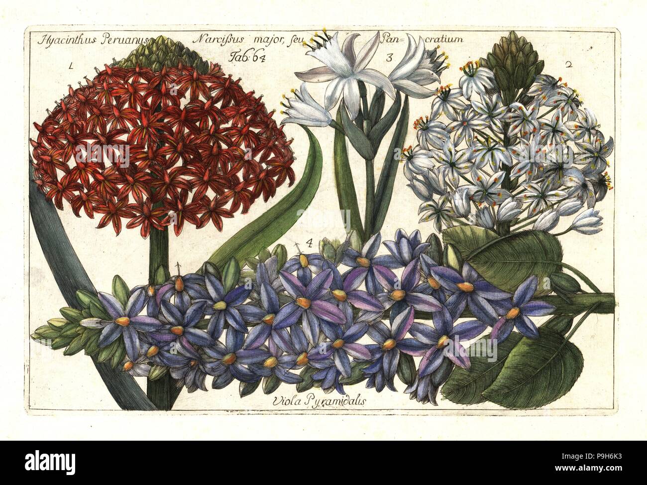 Squill Scilla peruviana portugais, 1,2, la mer, la jonquille Pancratium maritimum 3 bugle pyramidale et, Ajuga pyramidalis 4. (Hyancinthus peruanus, Narcisse grands seu Pancratium, Alto pyramidalis.) coloriée à la gravure sur cuivre après Mario Cammerari à M. le professeur Filippo Arena's La natura e cultura dei fiori fisicamente esposta (la nature et la culture de fleurs affiche physiquement), Palerme, Italie,. Banque D'Images