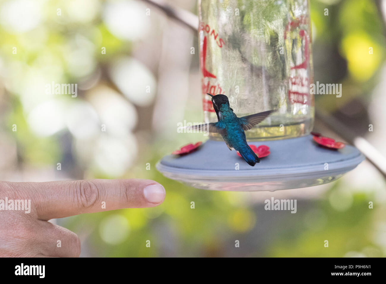 Un mâle adulte sauvage colibri d', Mellisuga helenae, attiré à la mangeoire près de Playa Larga, Cuba. Banque D'Images