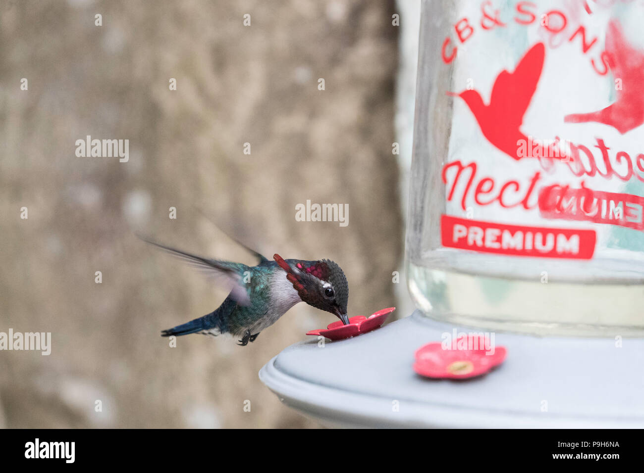 Un mâle adulte sauvage colibri d', Mellisuga helenae, attiré à la mangeoire près de Playa Larga, Cuba. Banque D'Images