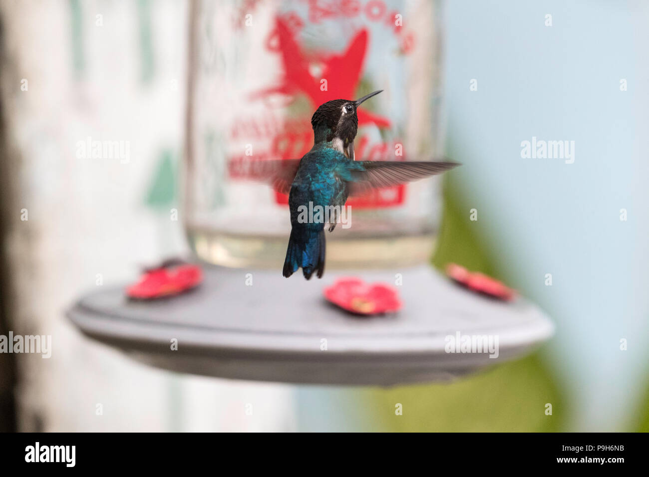Un mâle adulte sauvage colibri d', Mellisuga helenae, attiré à la mangeoire près de Playa Larga, Cuba. Banque D'Images