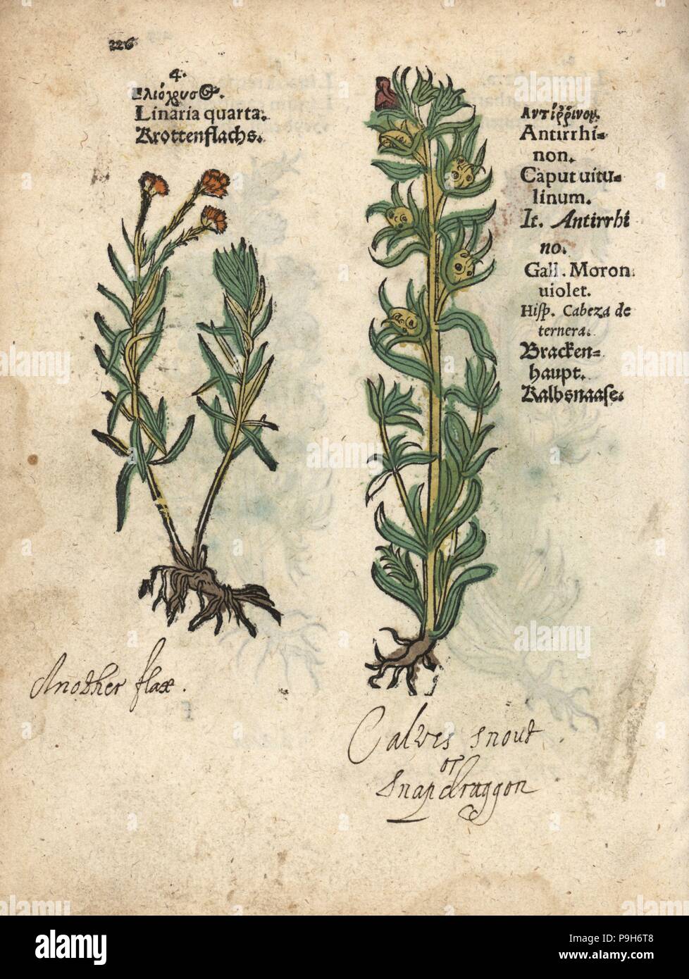 Linaire commune Linaria vulgaris, et, snapdragon Antirrhinum majus. Gravure sur bois coloriée à la gravure d'une illustration botanique d'Adam Lonicer Krauterbuch's, ou de plantes médicinales, Francfort, 1557. Cette d'une édition pirate du 17e siècle ou des illustrations de l'atlas, avec légendes en latin, grec, français, italien, allemand, et en anglais manuscrit. Banque D'Images