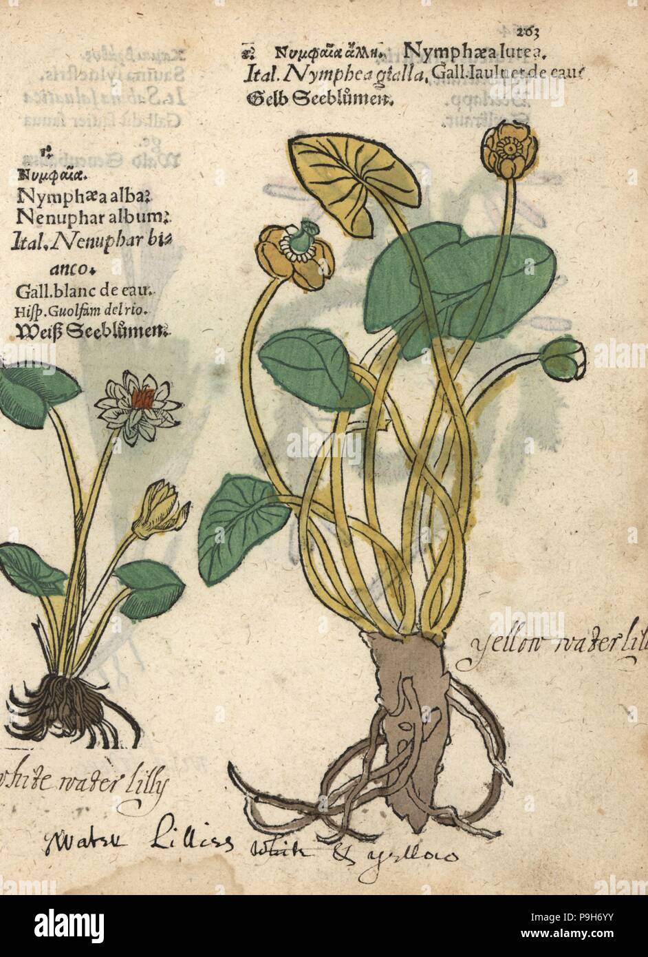 Nénuphar blanc, Nymphaea alba, et d'un nénuphar jaune, Nuphar lutea. Gravure sur bois coloriée à la gravure d'une illustration botanique d'Adam Lonicer Krauterbuch's, ou de plantes médicinales, Francfort, 1557. Cette d'une édition pirate du 17e siècle ou des illustrations de l'atlas, avec légendes en latin, grec, français, italien, allemand, et en anglais manuscrit. Banque D'Images