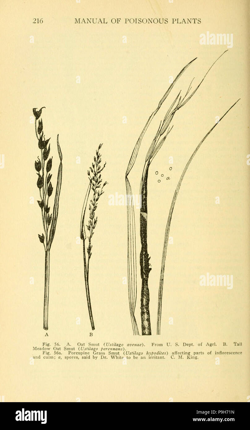 Un manuel de plantes toxiques (page 216, fig. 56) Banque D'Images