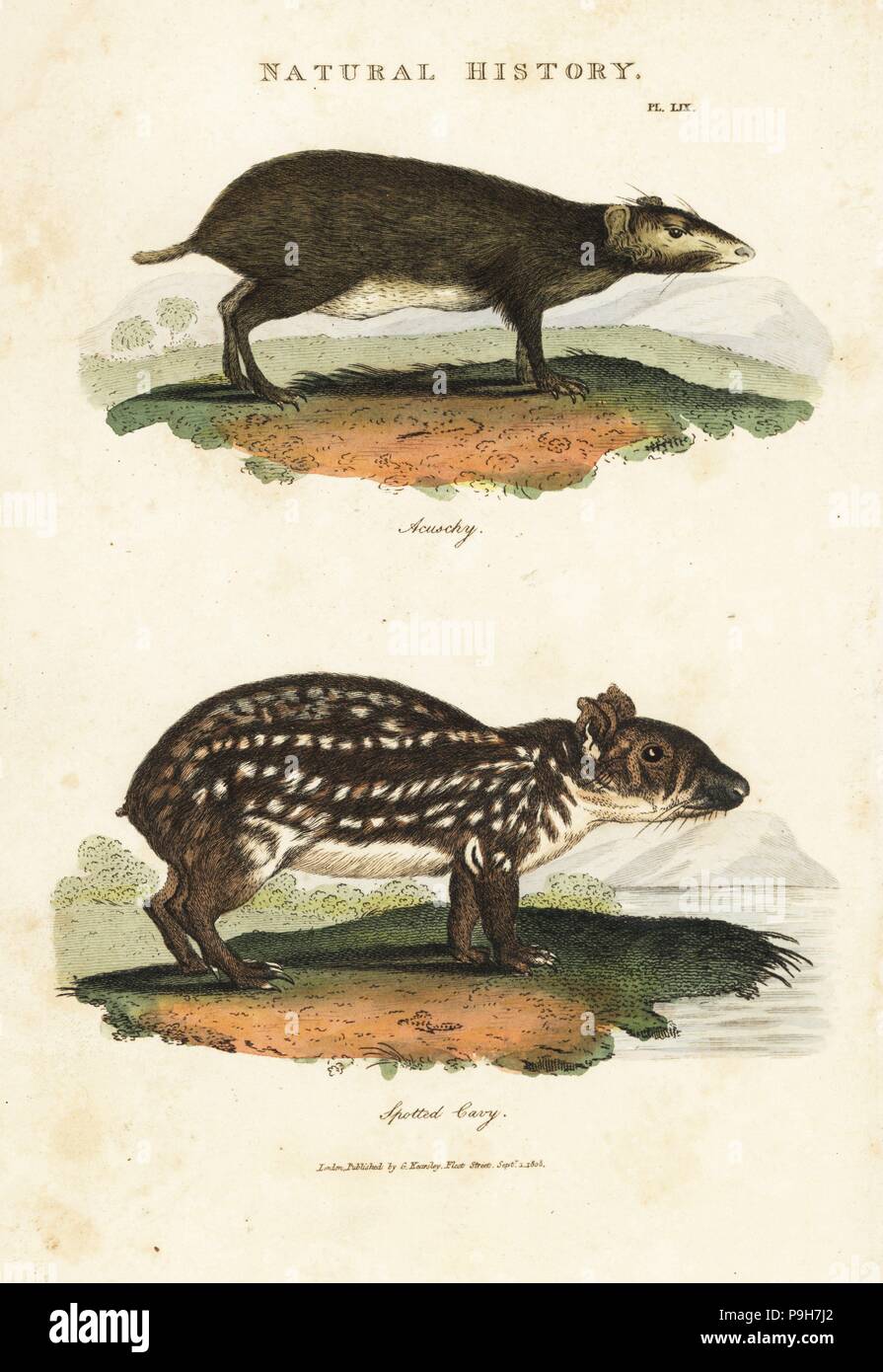 Myoprocta acouchy acouchi rouge, et des basses terres ou le paca, Cuniculus paca. La gravure sur cuivre coloriée après Sydenham Edwards de John Mason bon's Pantologia, une nouvelle encyclopédie, G. Kearsley, Londres, 1813. Banque D'Images