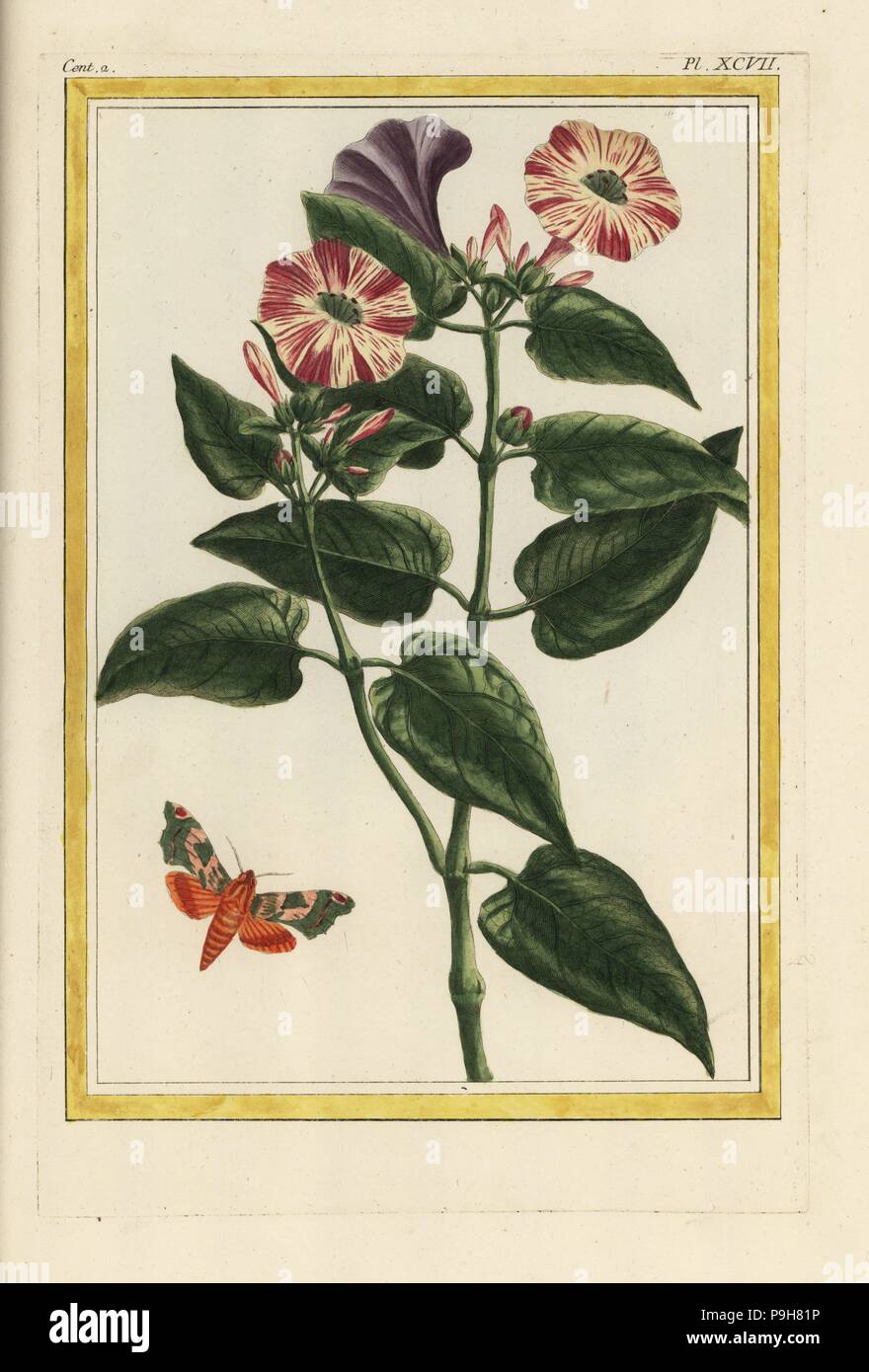 La Belle de nuit. Merveille de Pérou, Mirabilis jalapa. Gravure coloriée de Pierre Joseph Buchoz' Collection precieuse et enluminee des fleurs les plus belles et les plus curieuses, qui se cultivent tant dans les jardins de la chine, que dans ceux de l'Europe, Paris, 1776. Banque D'Images