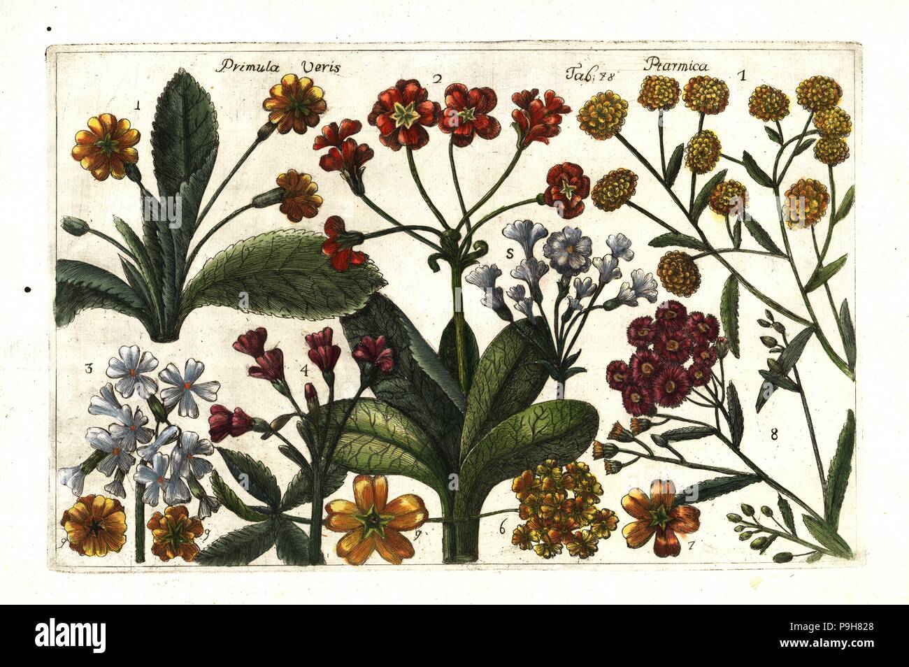 Achillea E Banque D Image Et Photos Alamy