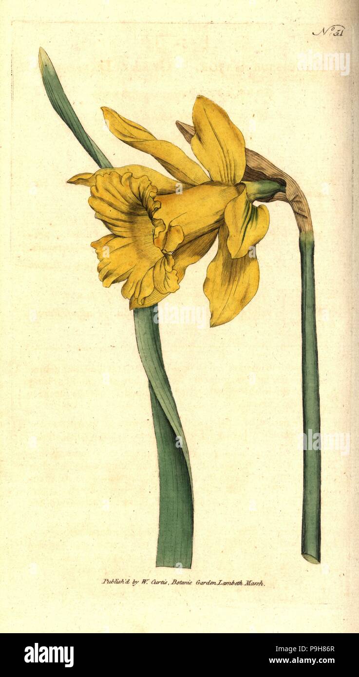 L'espagnol, la JONQUILLE Narcissus hispanicus (Grande jonquille, Narcissus,  majeur). Handcolured la gravure sur cuivre après une illustration botanique  de William Curtis' le Botanical Magazine, marais de Lambeth, London, 1787  Photo Stock -