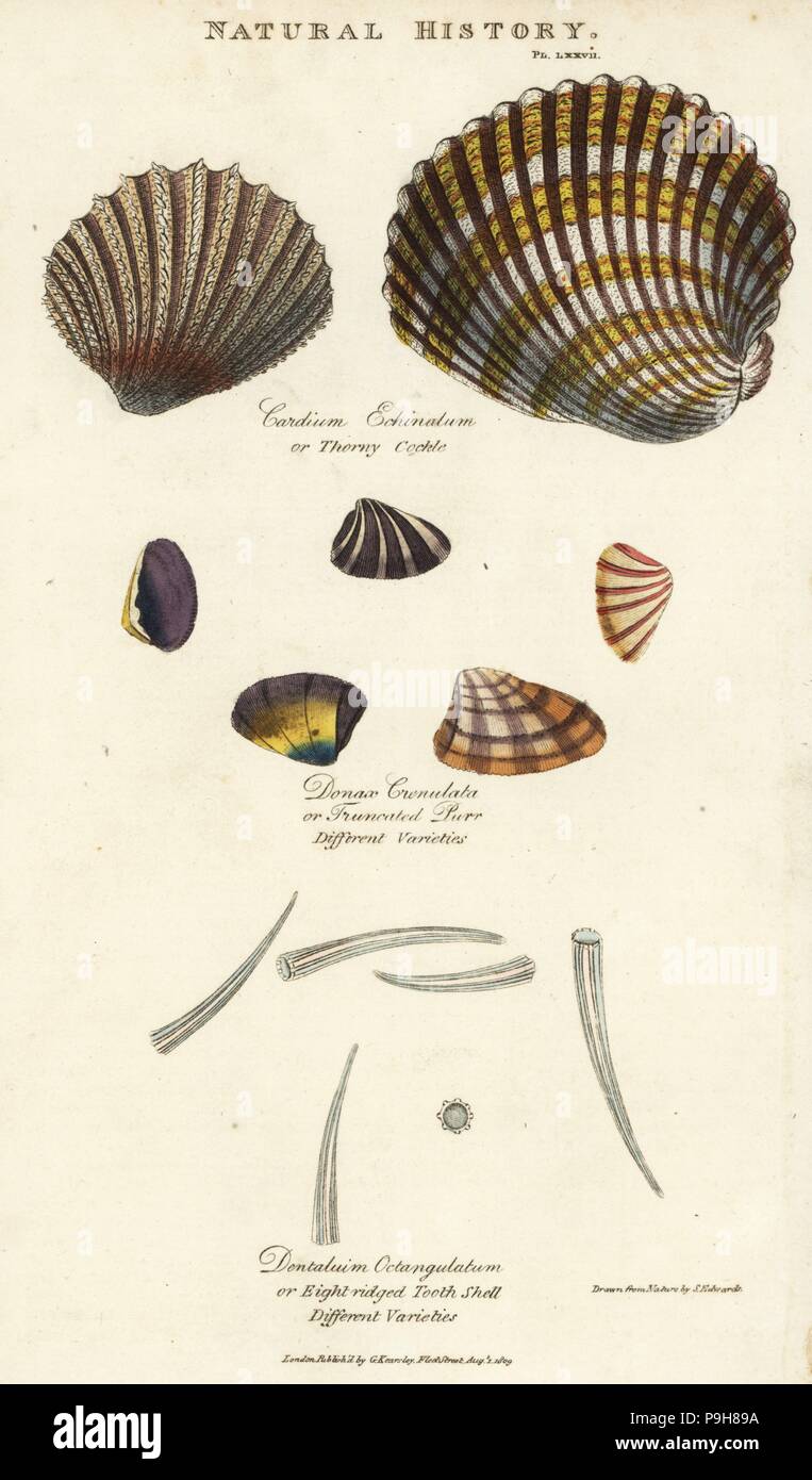 Cardium echinatum épineux cockle, tronqué, purr, Donax crenulata, et huit dents, coquille striée-octangulatum dentale. La gravure sur cuivre coloriée après Sydenham Edwards de John Mason bon's Pantologia, une nouvelle encyclopédie, G. Kearsley, Londres, 1813. Banque D'Images